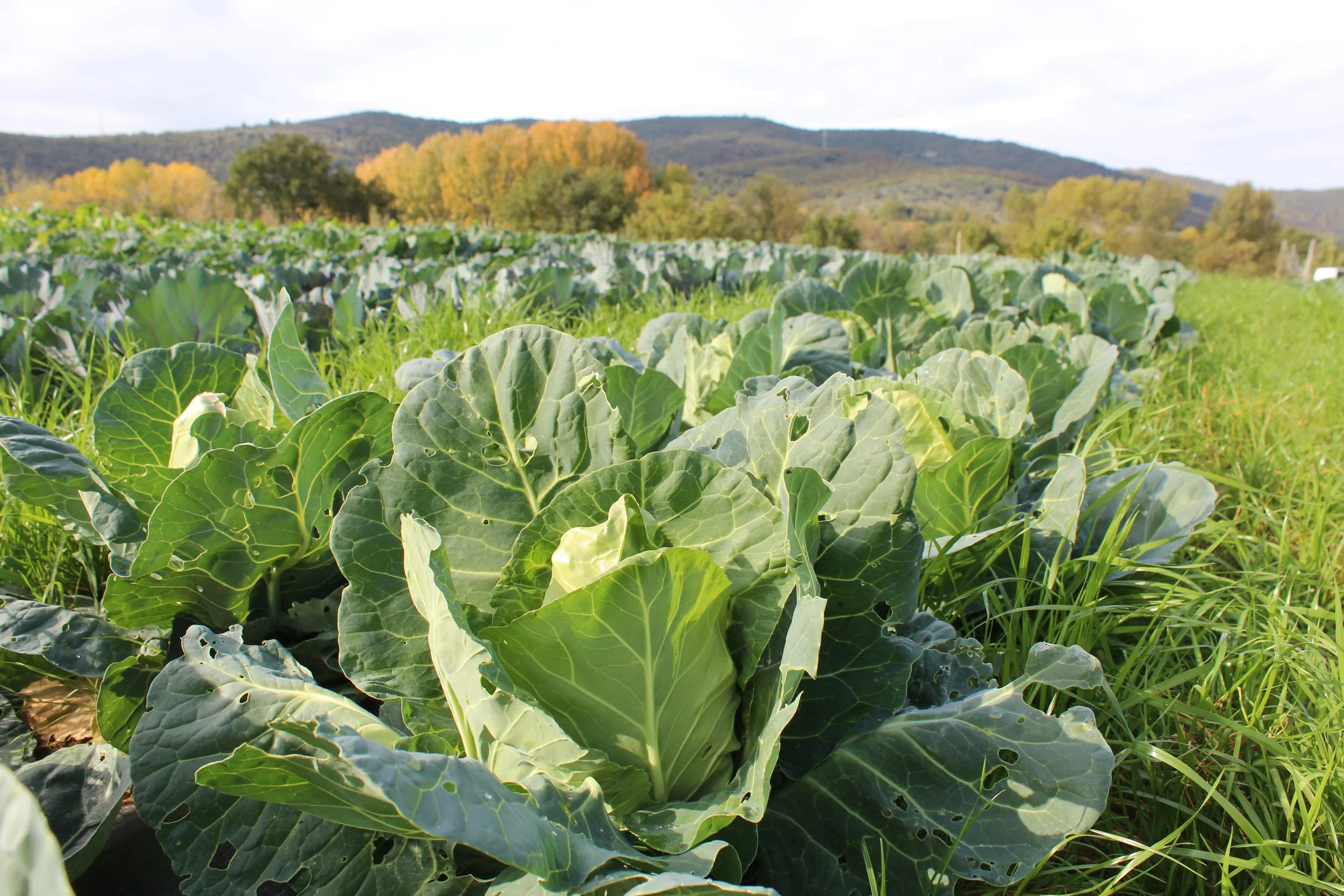 cavolo cappuccio bianco.JPG