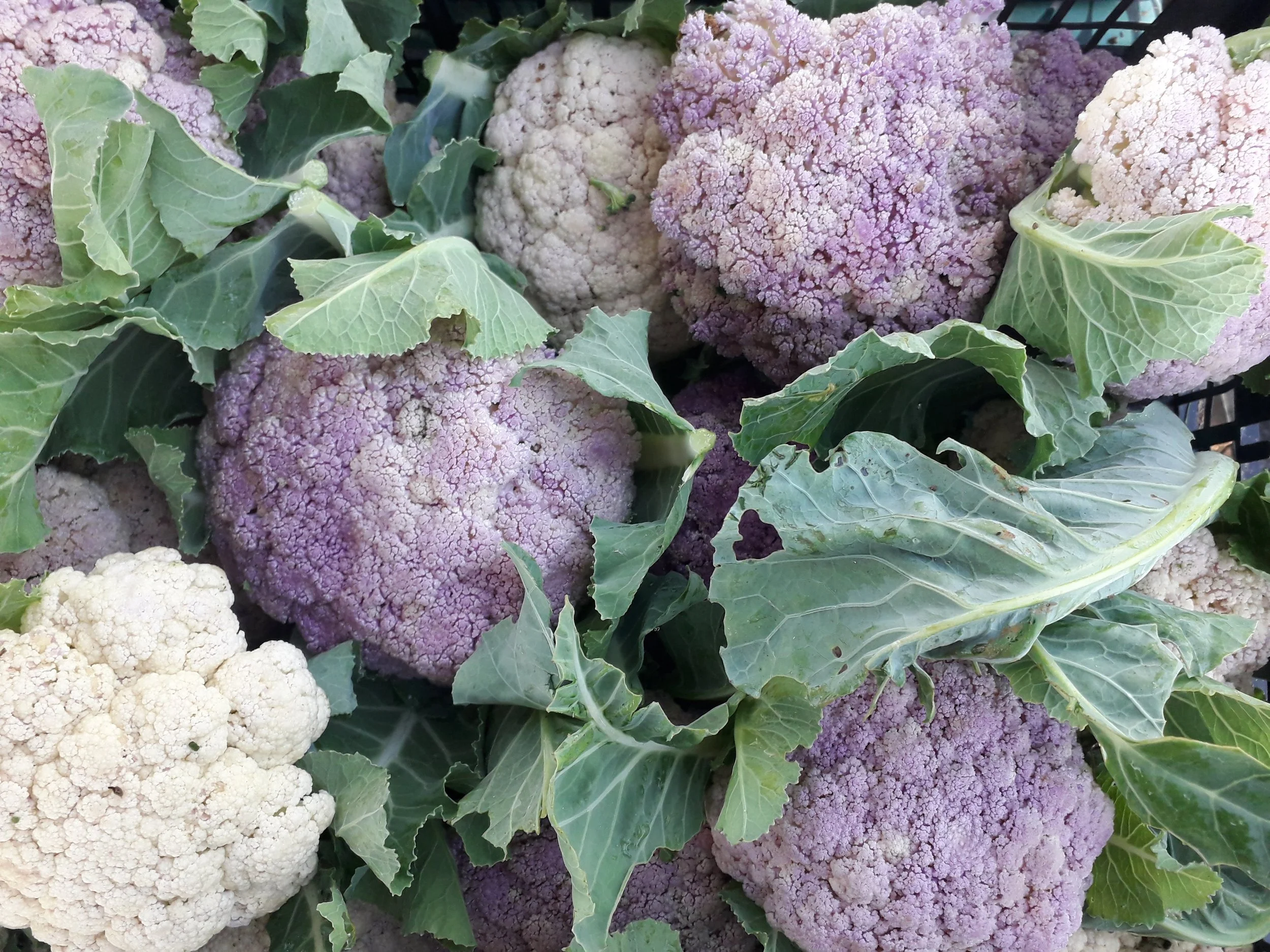 cavolfiore.jpg
