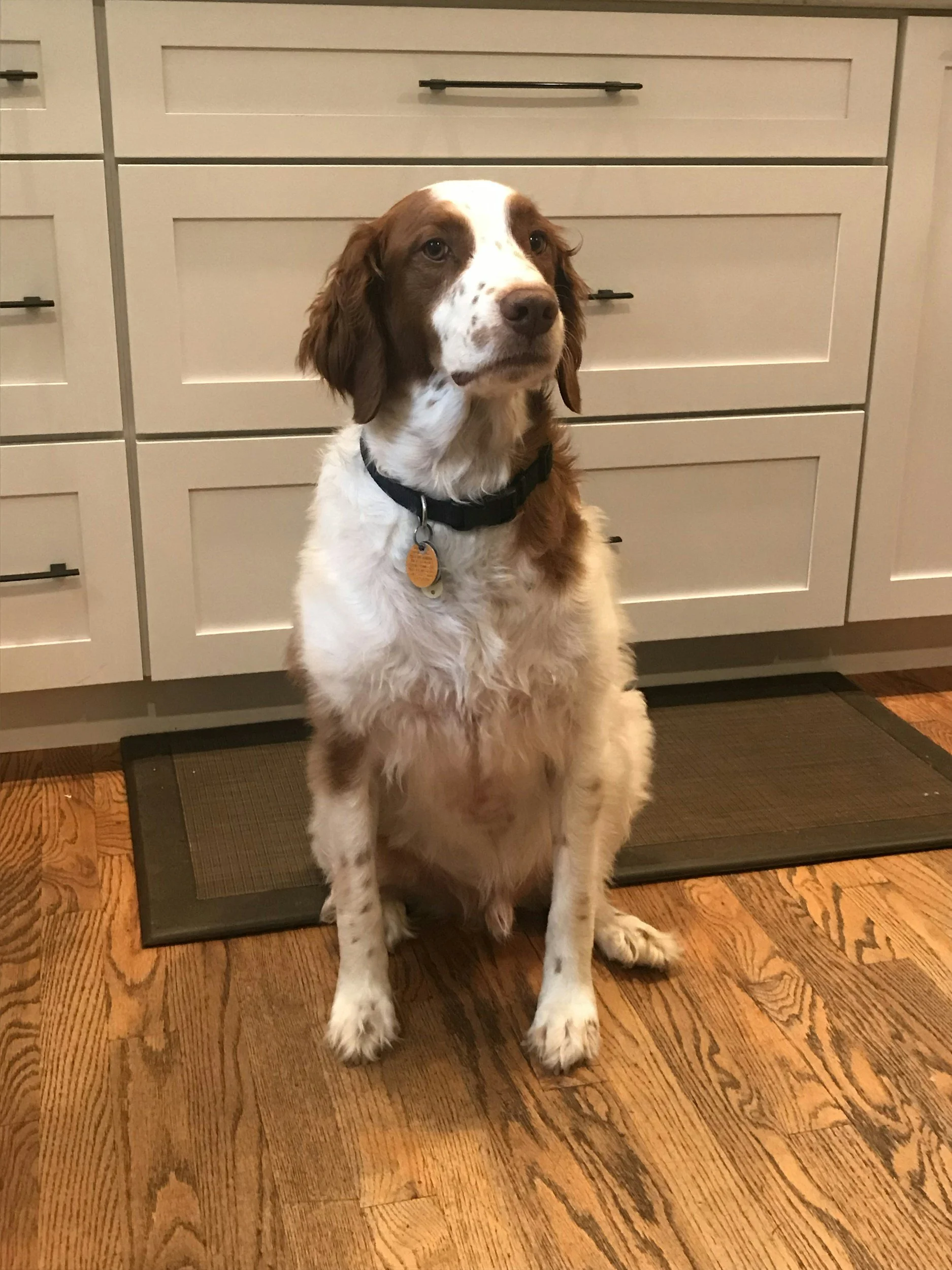 kinésiologie animale, inésiologie animalière, kinésiologue pour animaux , kinésiologue certifiée FELICITE Yseult, vert le mieux