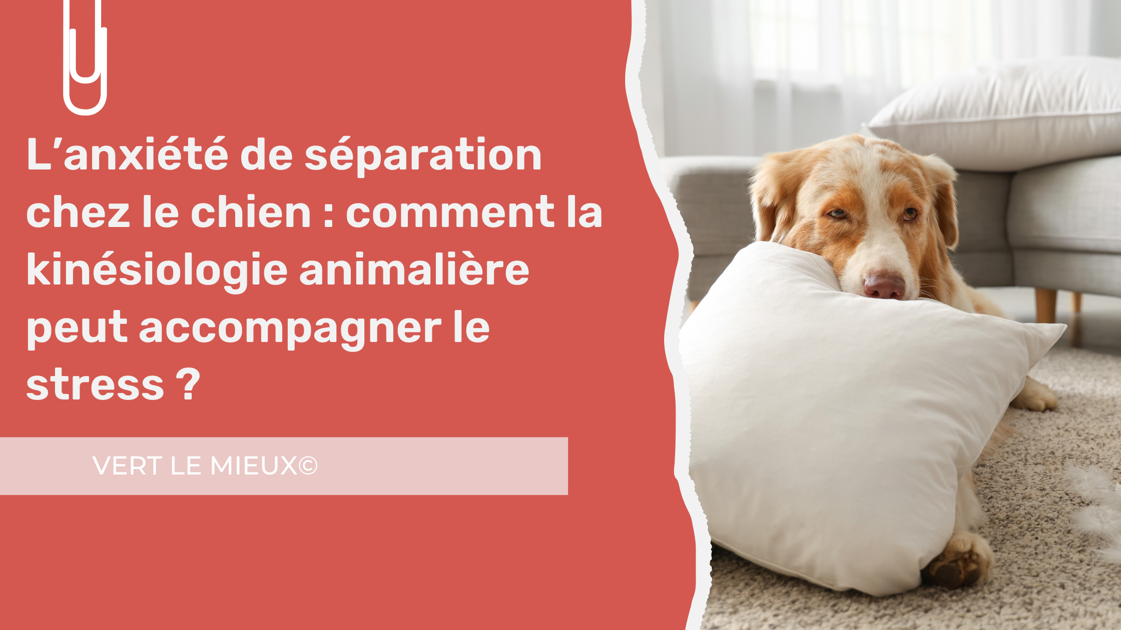 L’anxiété de séparation chez le chien : comment la kinésiologie animalière peut accompagner le stress ?