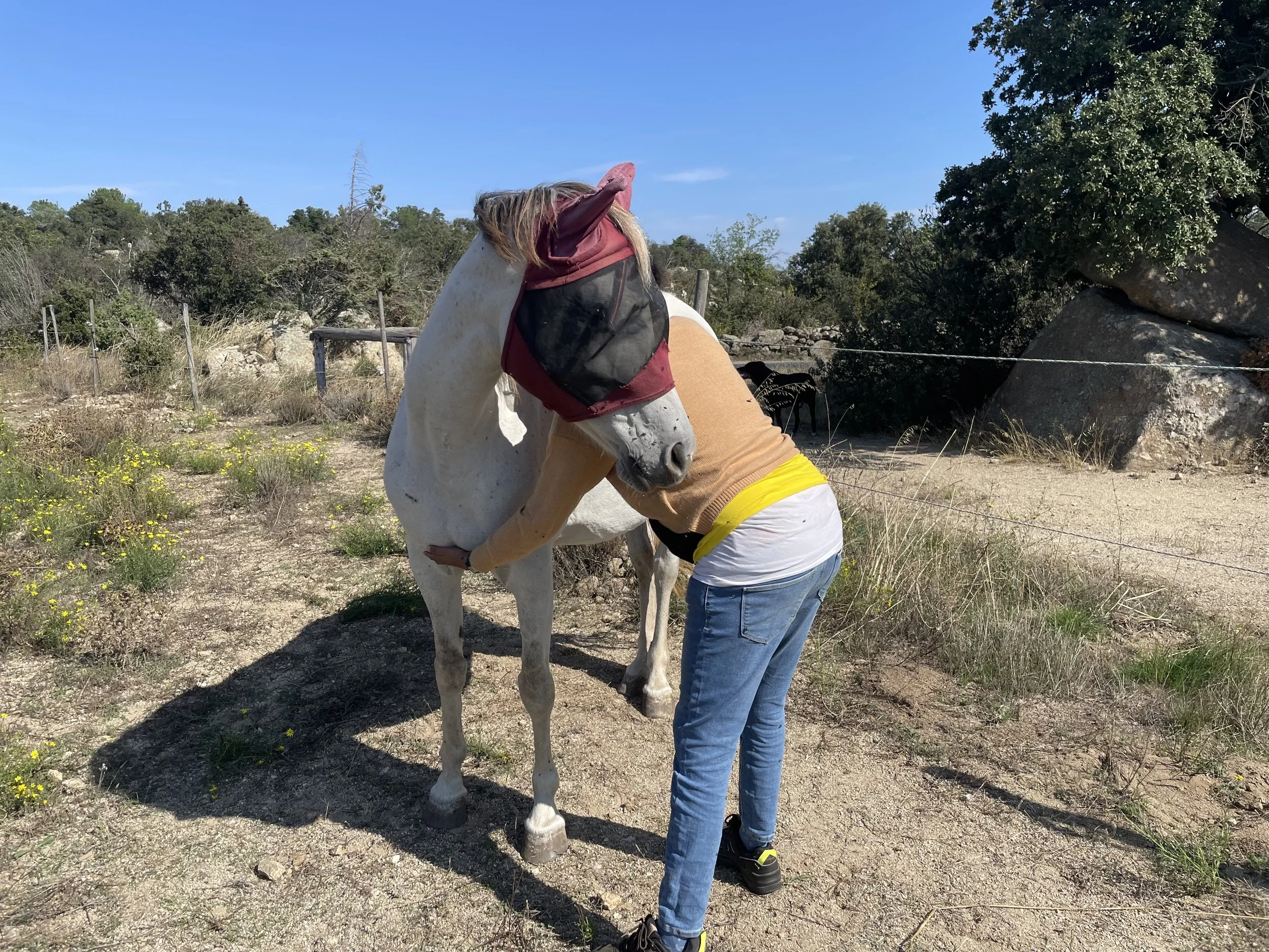 kinésiologie et ETAV, kinésiologie toucher, kinésiologie animale toucher, Efficience touch animals vision kinésiologie animale ,  kinésiologue  animalière ETAV, kinésiologie animalère Efficience touche animals vision, bien être animale par le toucher