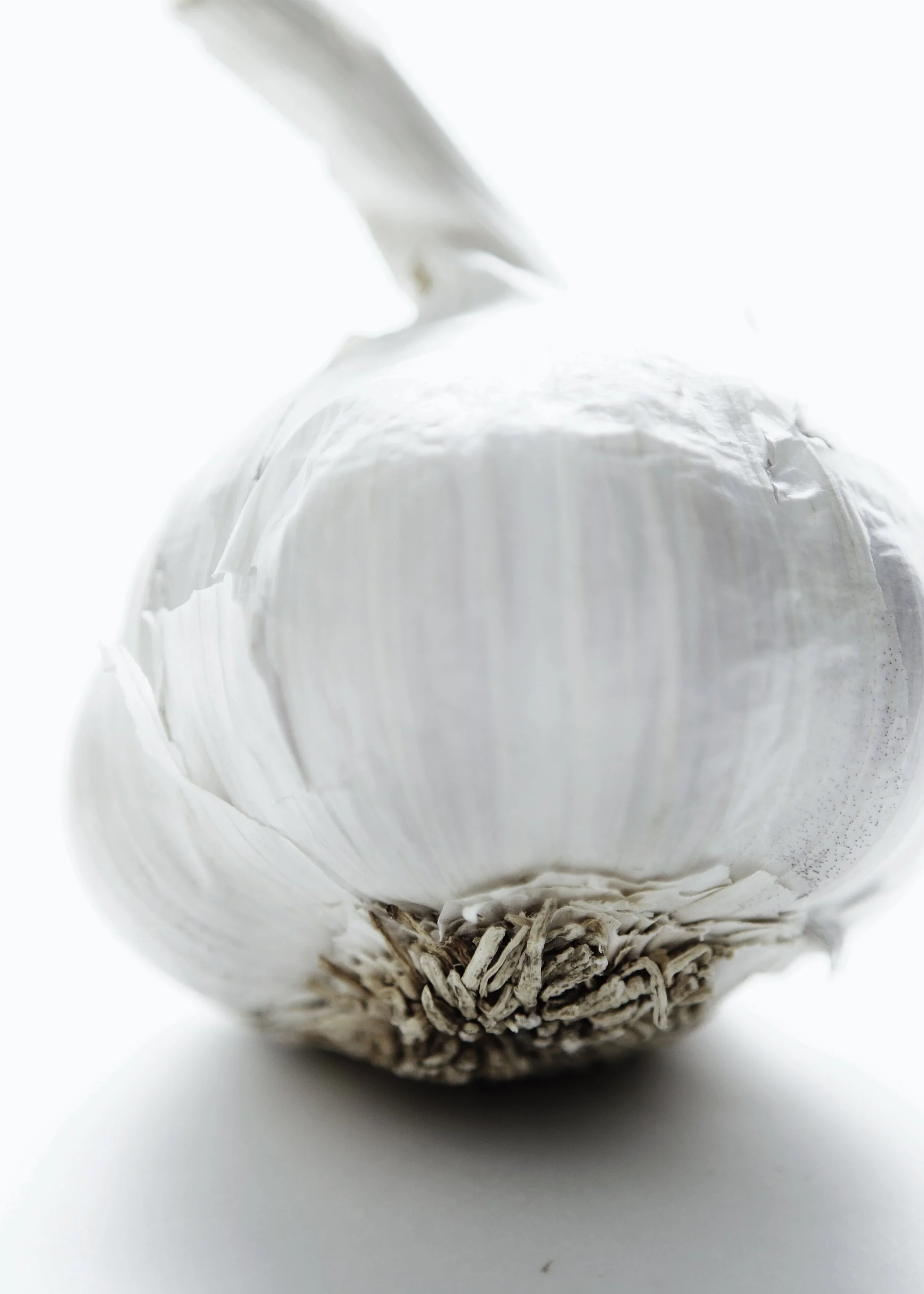 garlic1.jpg