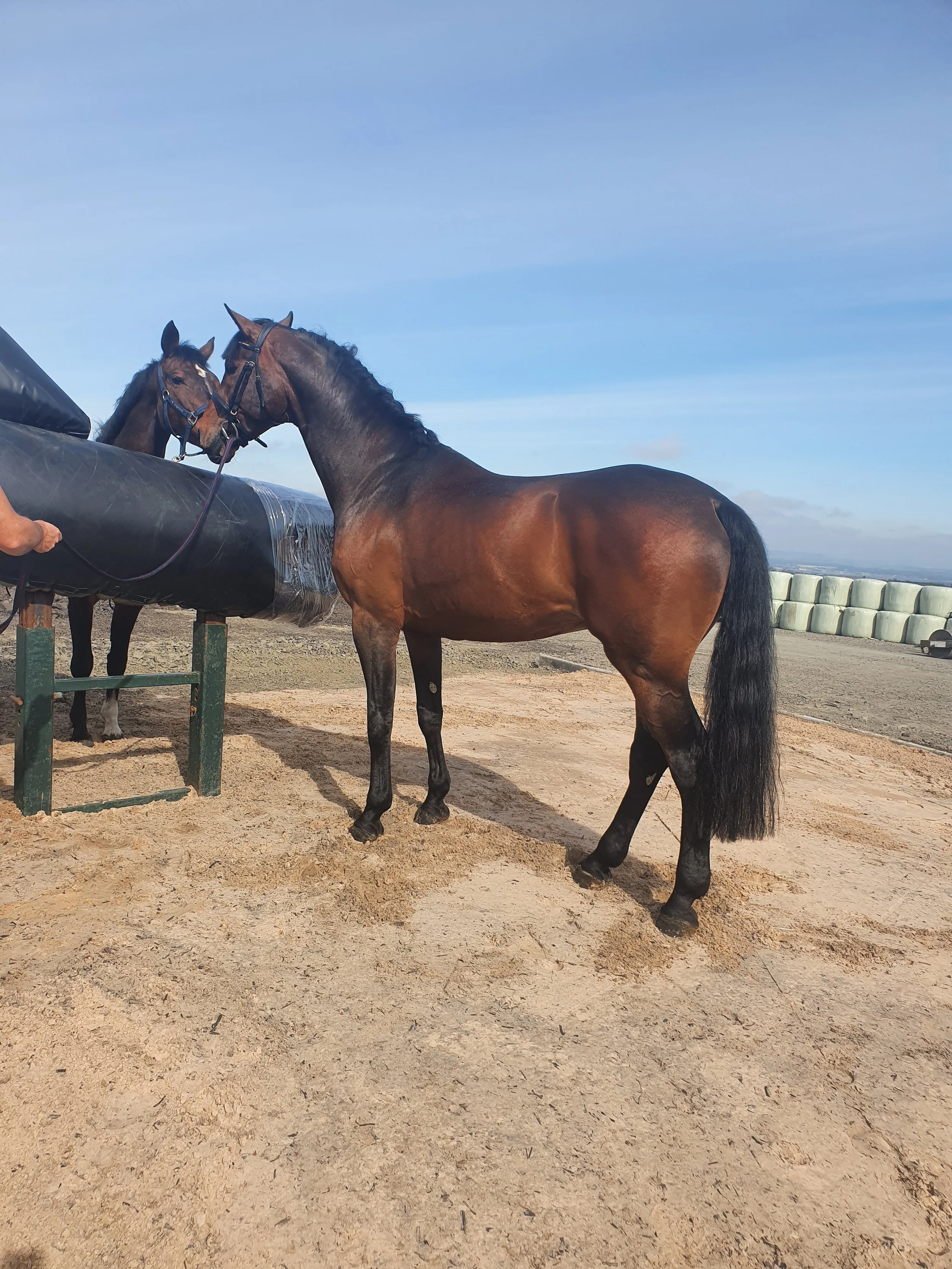 20200423_103543 Selena.jpg