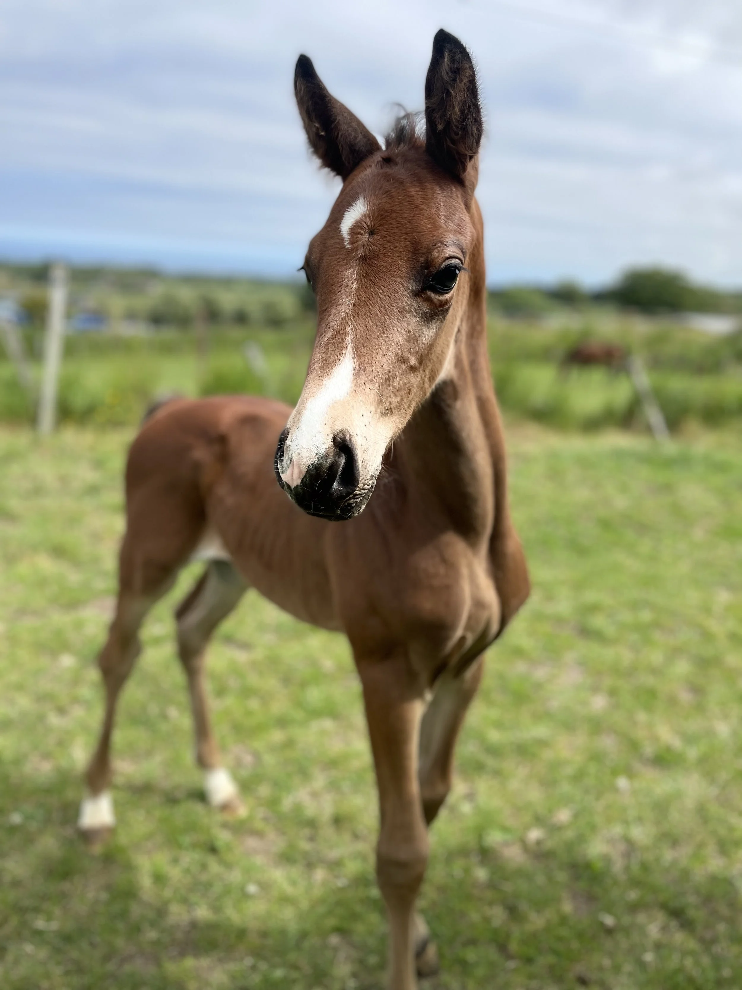 F3A6C8C6-6549-4150-926B-CEB9711167E3 Sam Crouch.jpeg