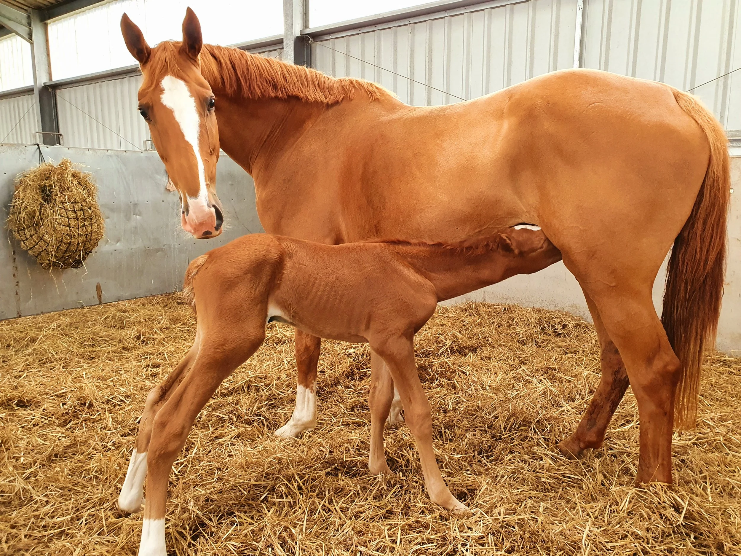 20200701_203424 Selena.jpg