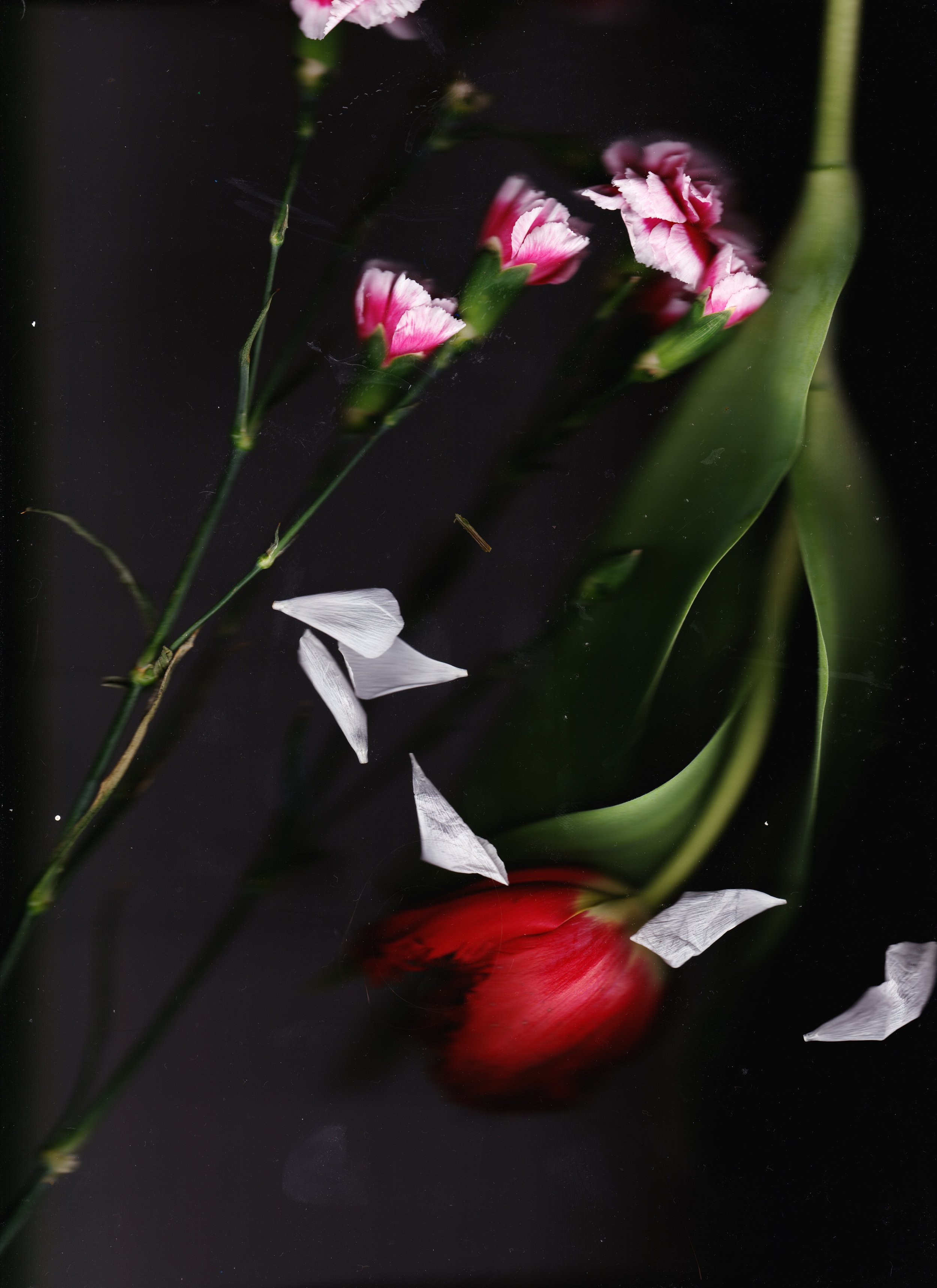 Scan fleurs Mars 2024 2 001.jpg