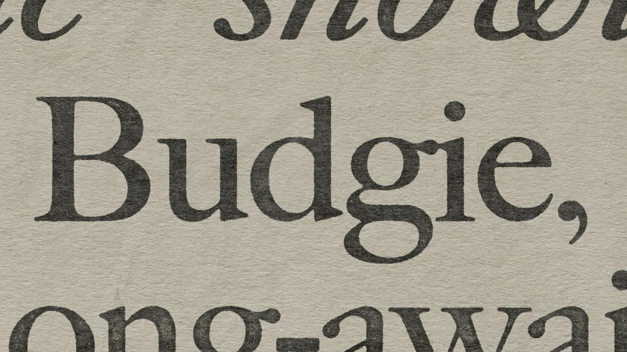 064 newspaper_BUDGIE Large.jpeg