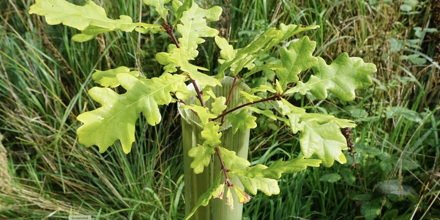 Oak sapling planted for broadleaf woodland creation