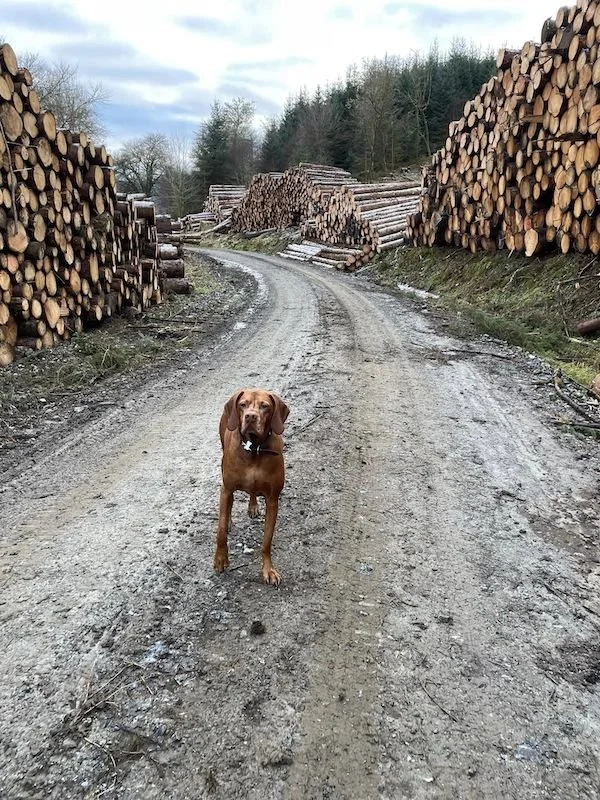 ASHS member Lochawe Hardwoods (it's a dog!)