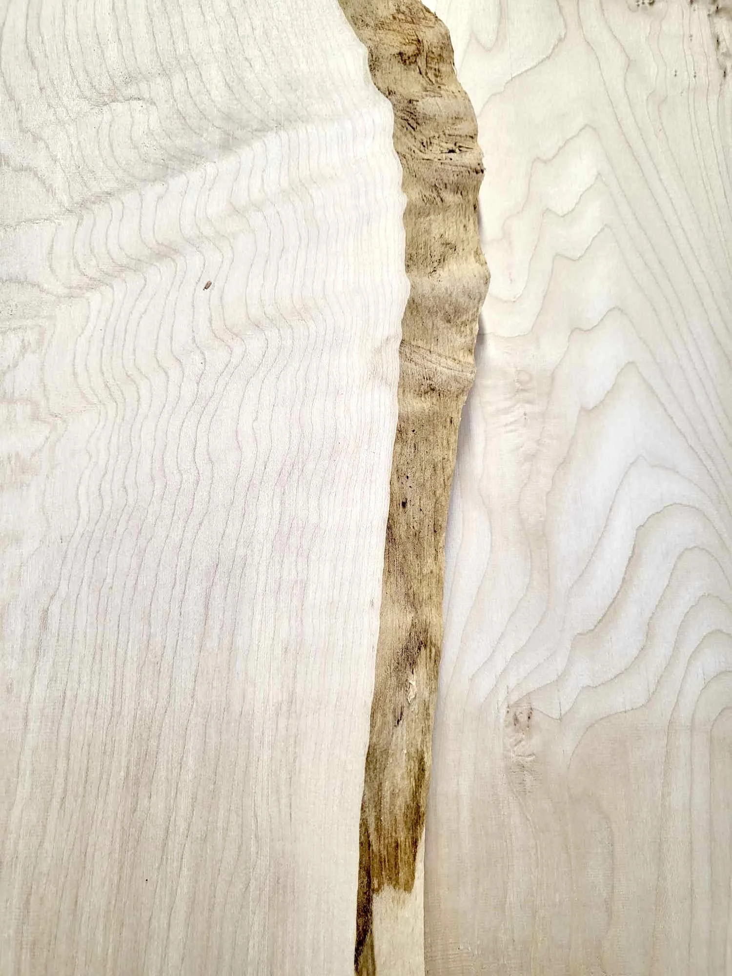 Sample of Scottish Sycamore hardwood board