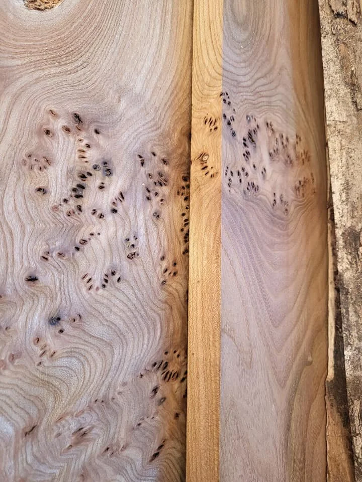 Sample of burry Elm hardwood board