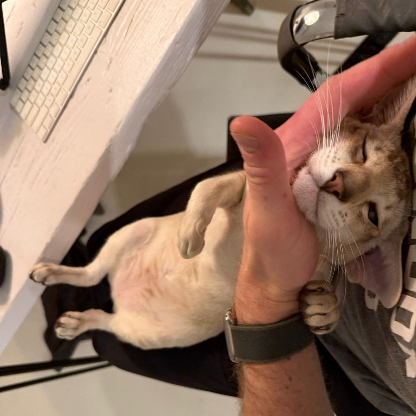 I&rsquo;ve been away working for the past few days and Adam has been solo with the kitties in Greece. These are the updates I get. ❤️🐾