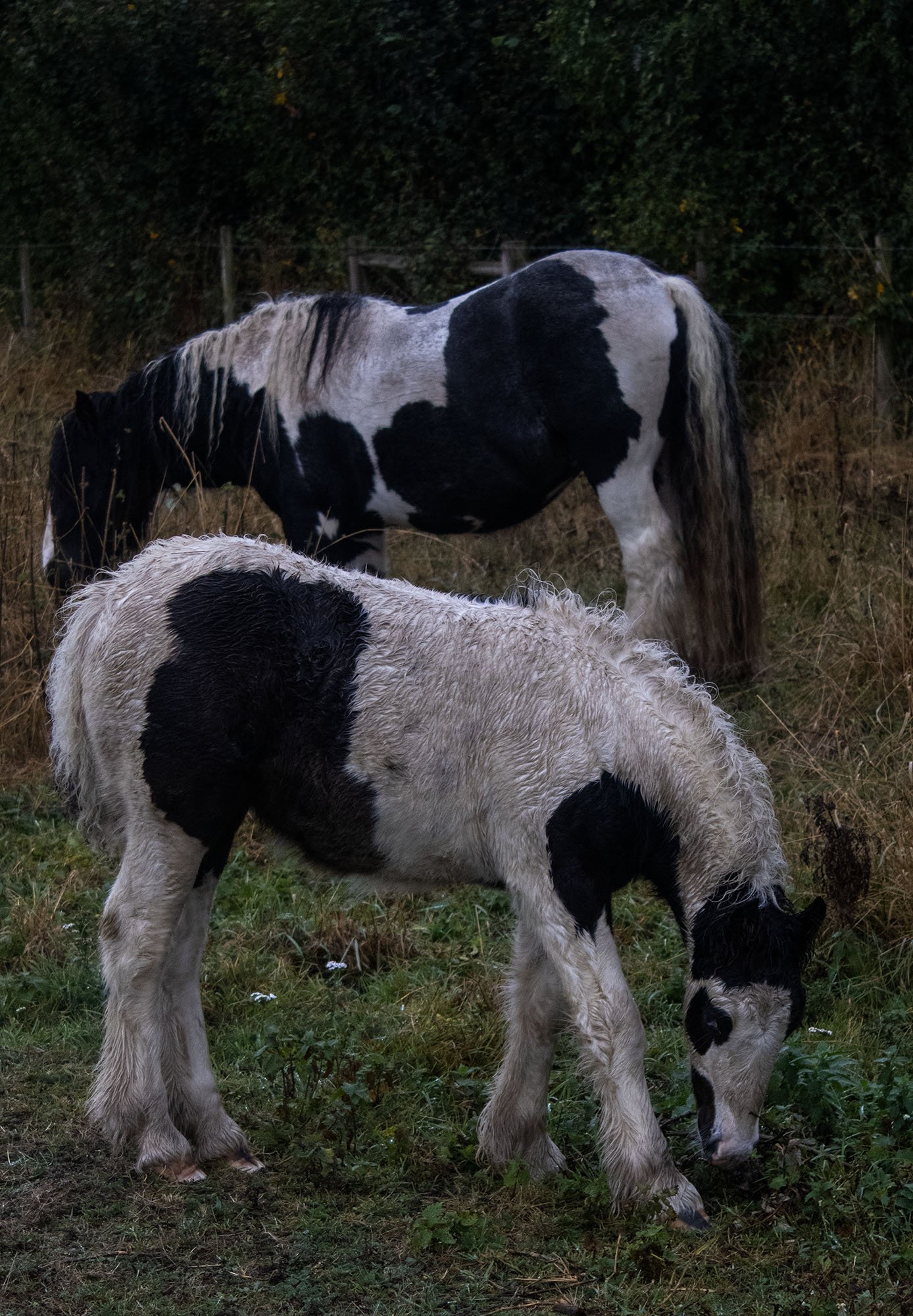 horses 2.jpg