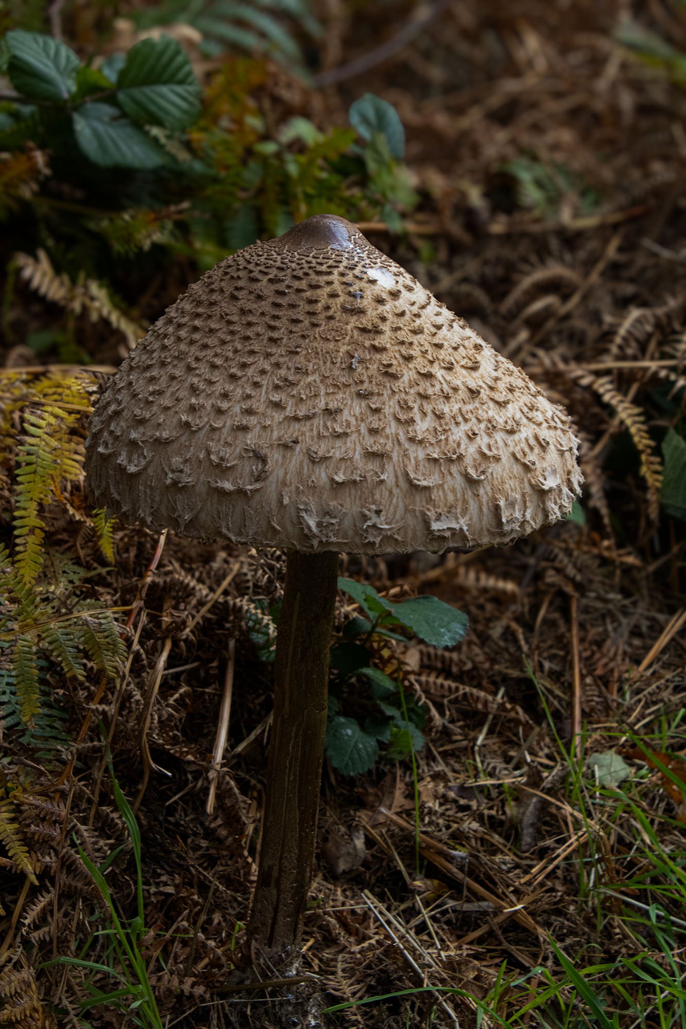big mushroom.jpg