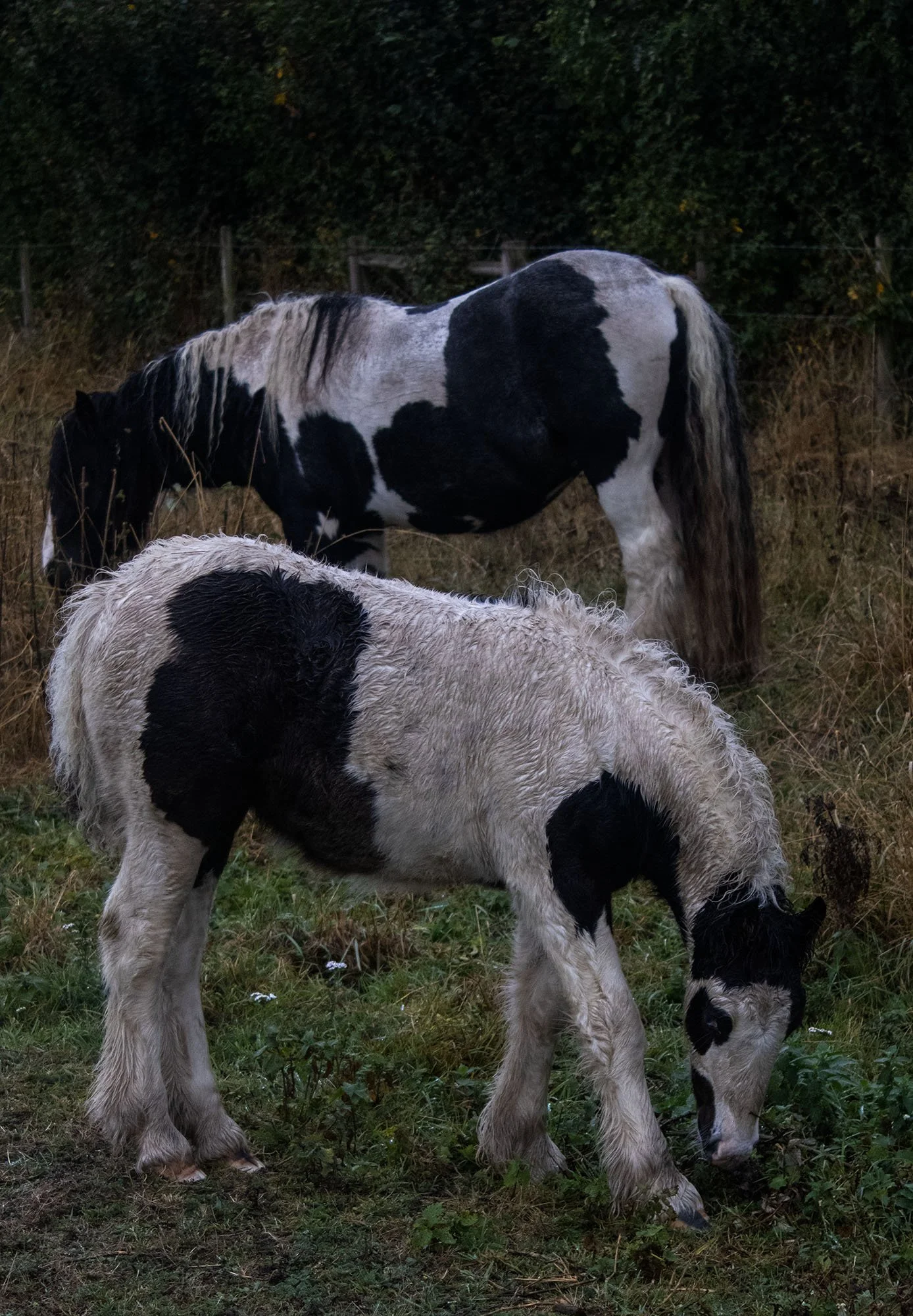 horses 2.jpg