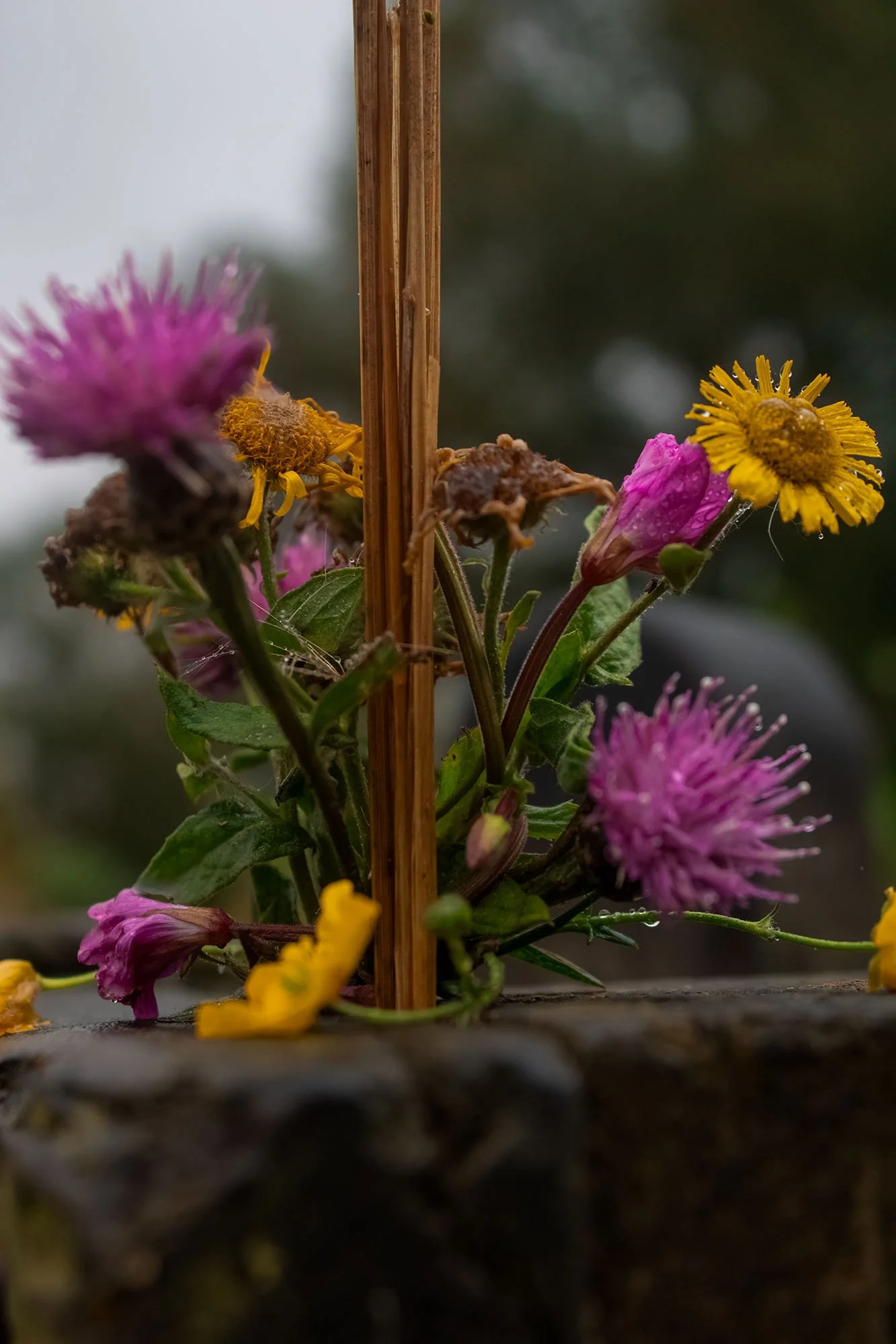 yellow and purple flowers.jpg