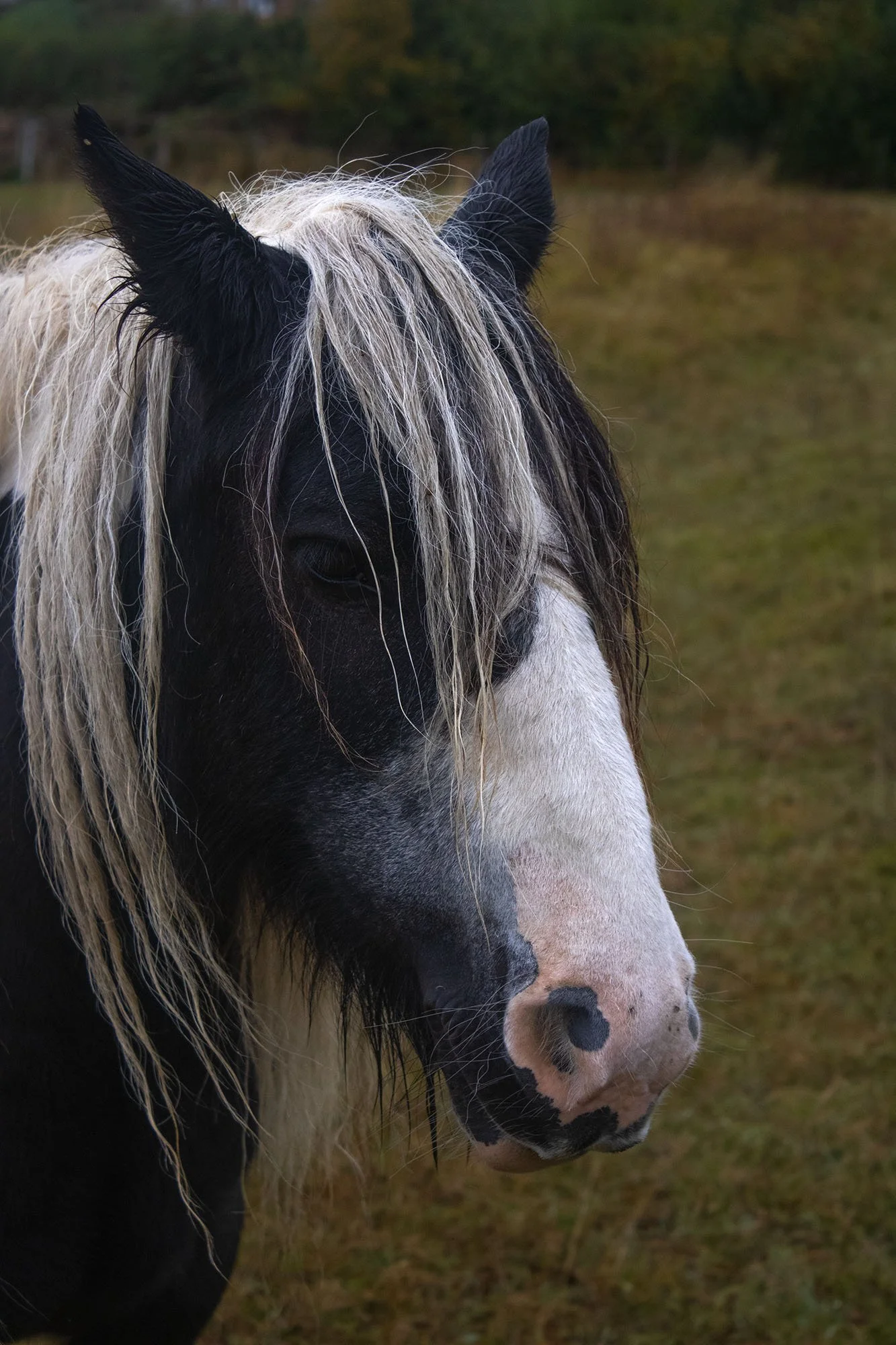 horses 5.jpg