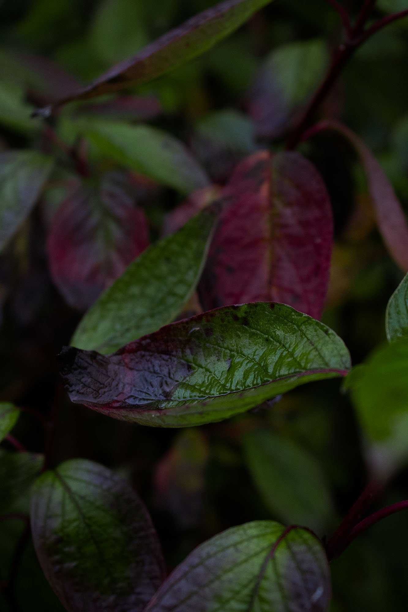 leaves.jpg