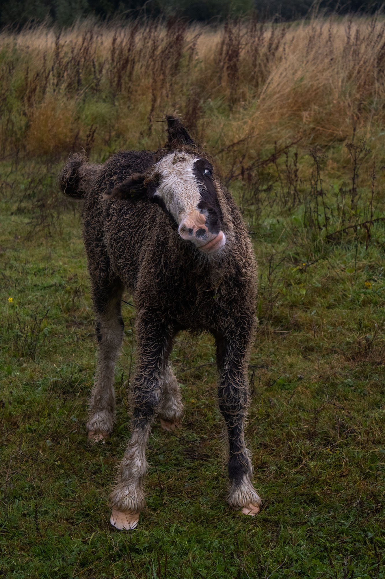 horses 3.jpg