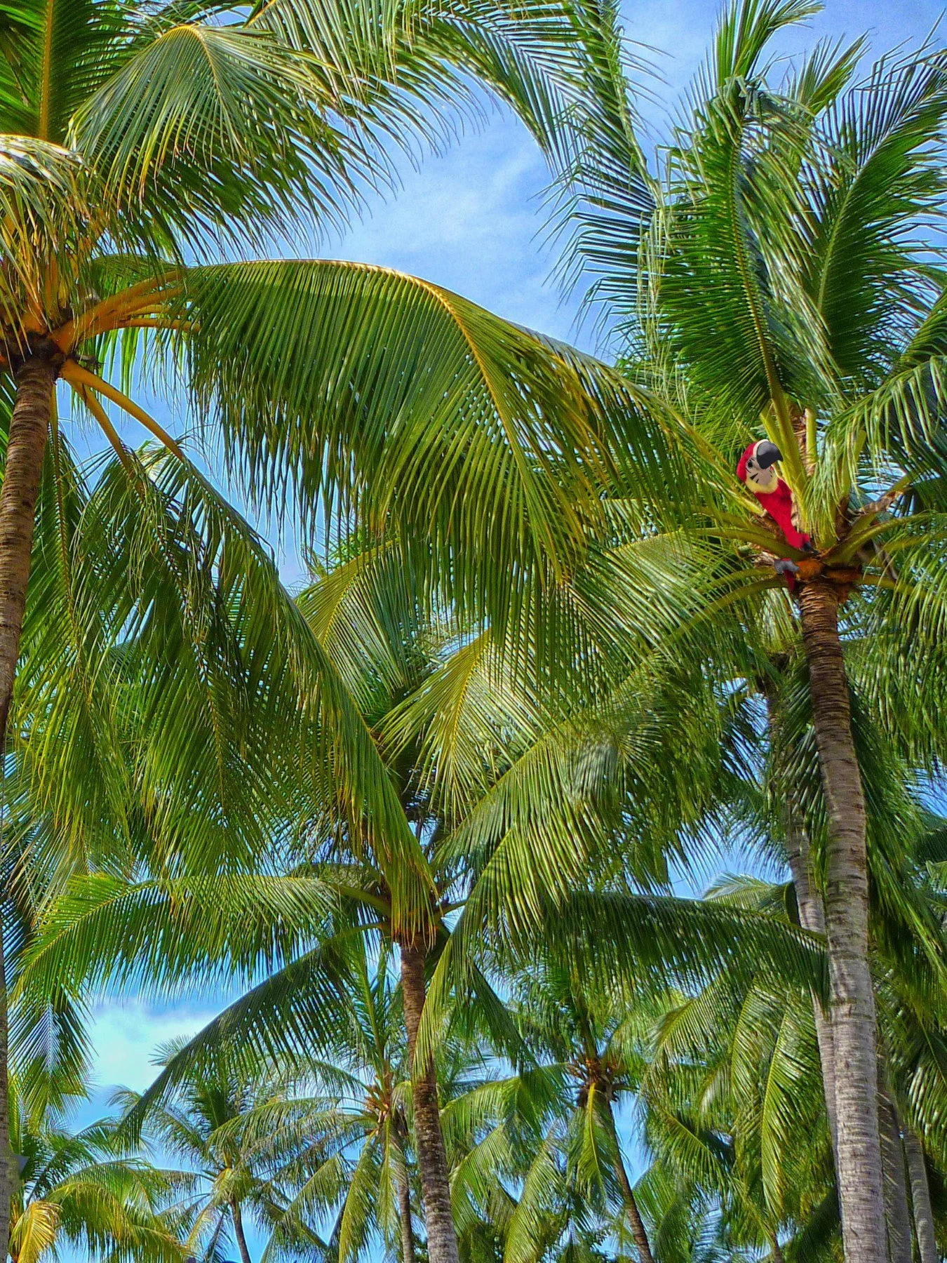 Was machst du, wenn es wie aus Eimern sch&uuml;ttet?

Pepito g&ouml;nnt sich grad ein bisschen Sonne im S&uuml;den.
Nicht so einfach, wenn man kein Papagei ist und einfach losfliegen kann.

Aber keine Sorge. Auch hierzulande k&ouml;nnen wir den Somme