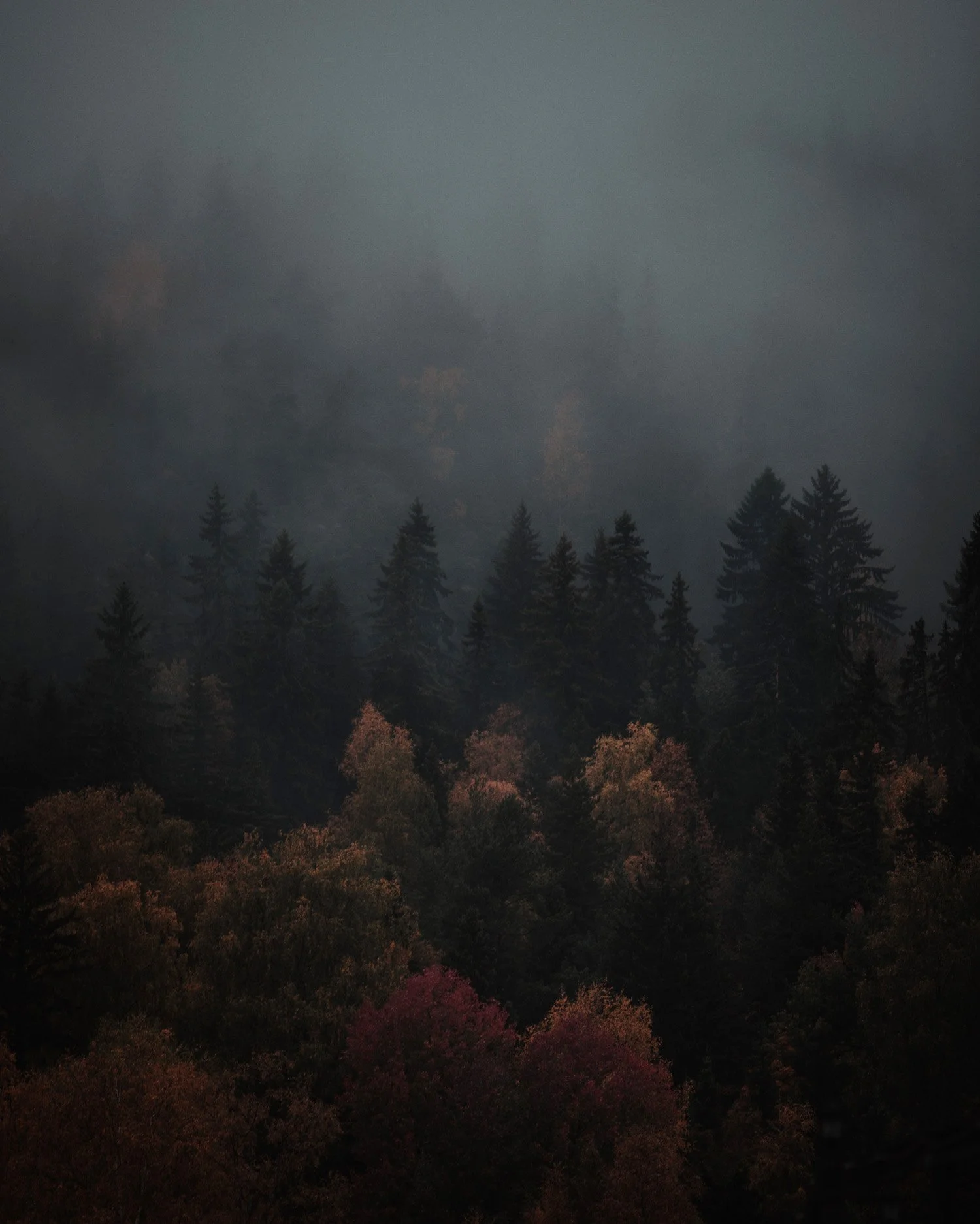 Isabellastahl_2020-905A7586_foggy_forest.jpg