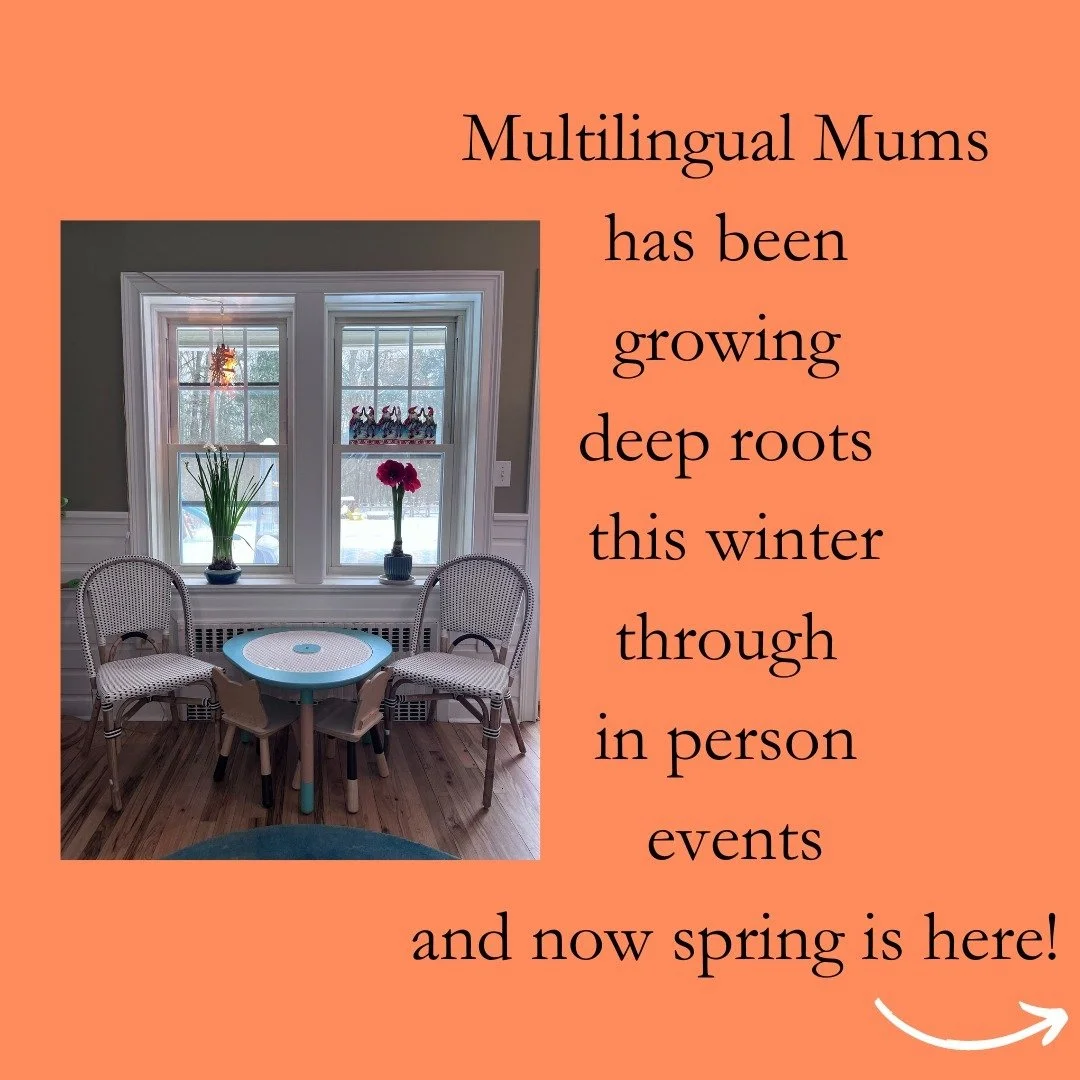 Multilingual Mums has been growing deep roots this winter through in person events and now spring is here!

Do you know how long paperwhite narcissus roots get?
Here were ours!
Just growing in rocks and water. 
No soil. They don&rsquo;t need much.
Th