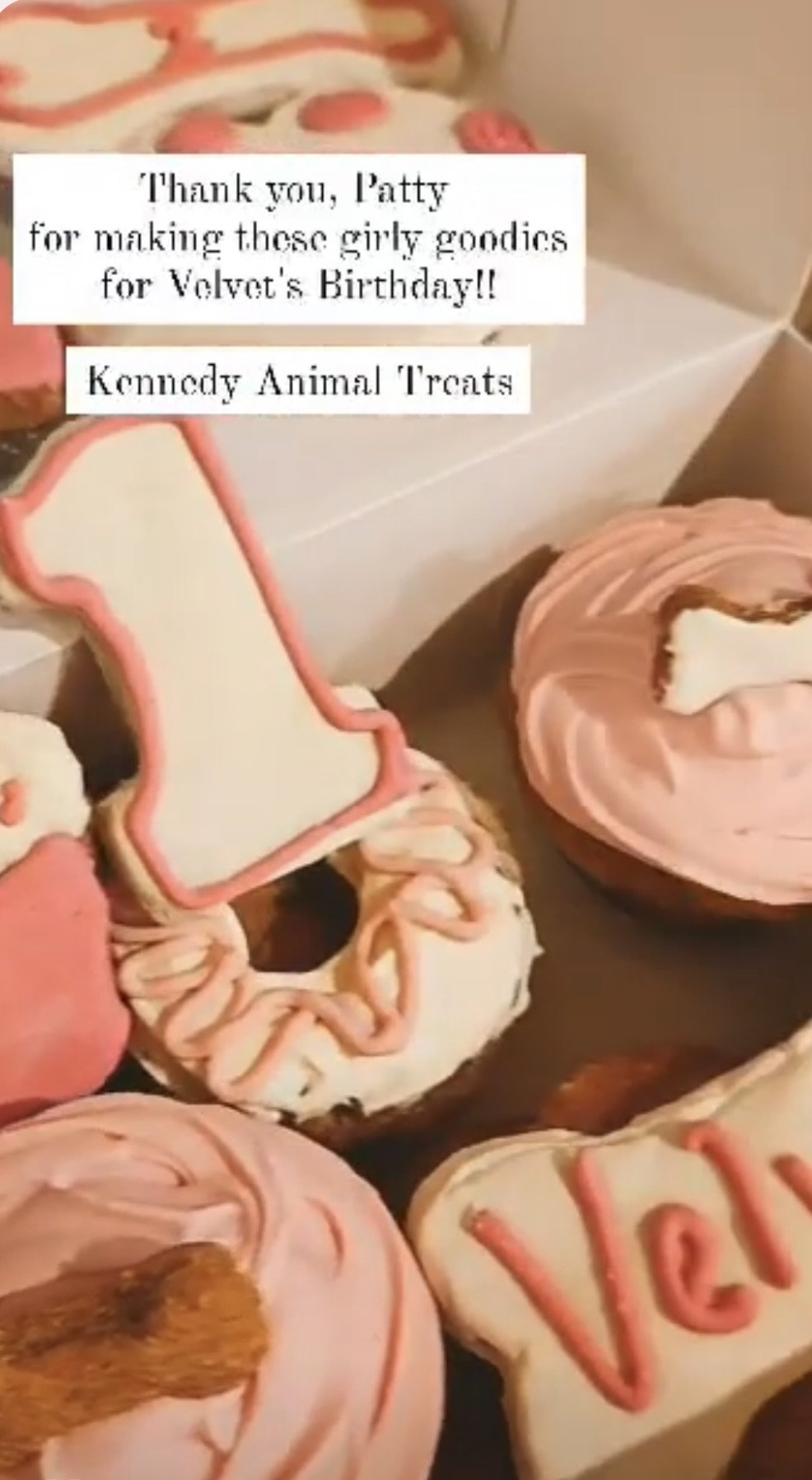 Large Pup Treat Box