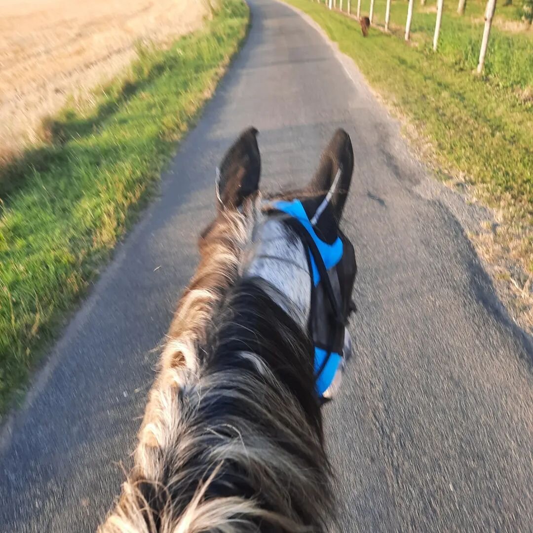 Rien de tel qu'une balade &agrave; la fra&icirc;che en bonne compagnie pour bien finir sa journ&eacute;e