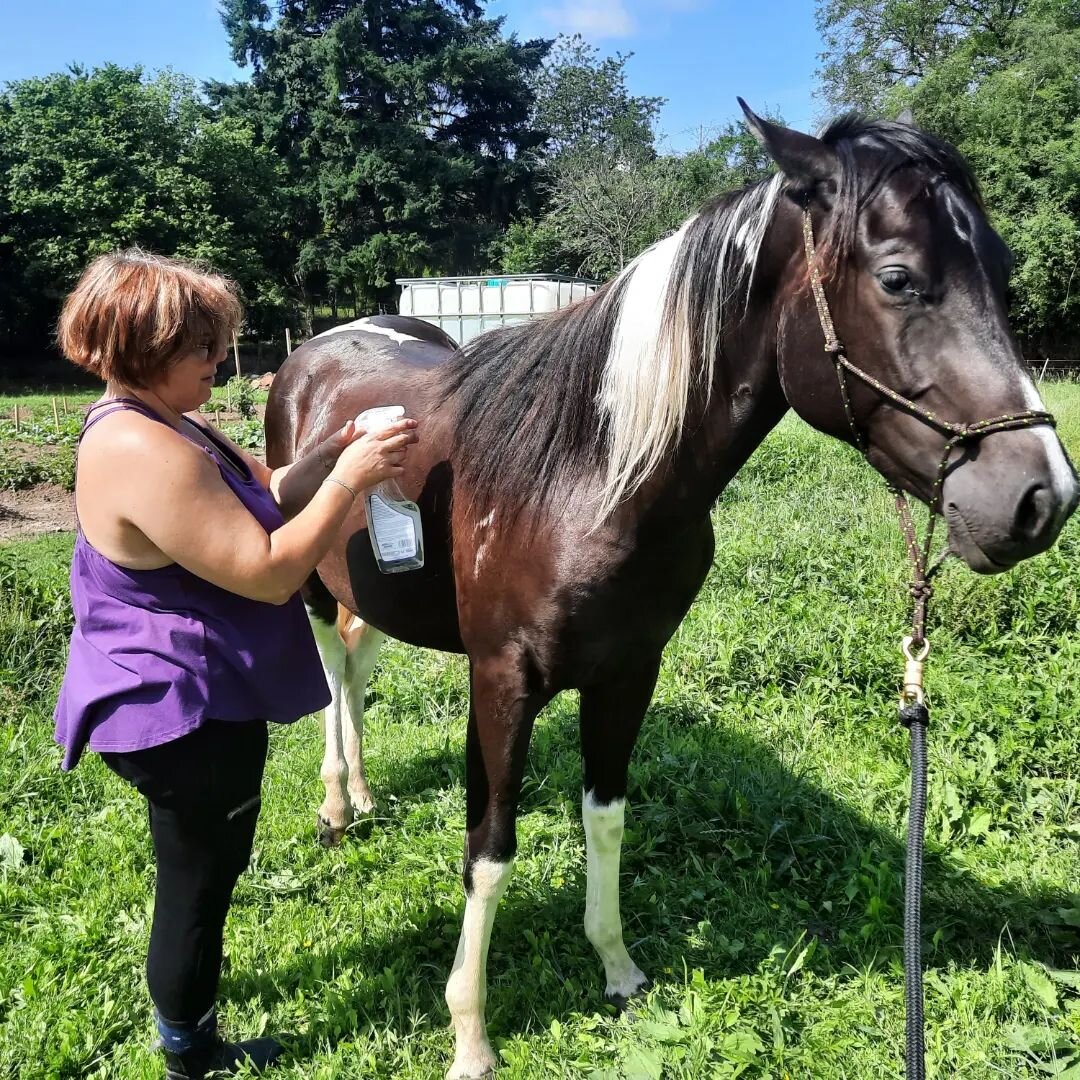 La d&eacute;sensibilisation au spray anti-mouche un indispensable &agrave; enseigner d&egrave;s le plus jeune &acirc;ge &agrave; vos chevaux. Ici Aurore avec chic, 2 ans.