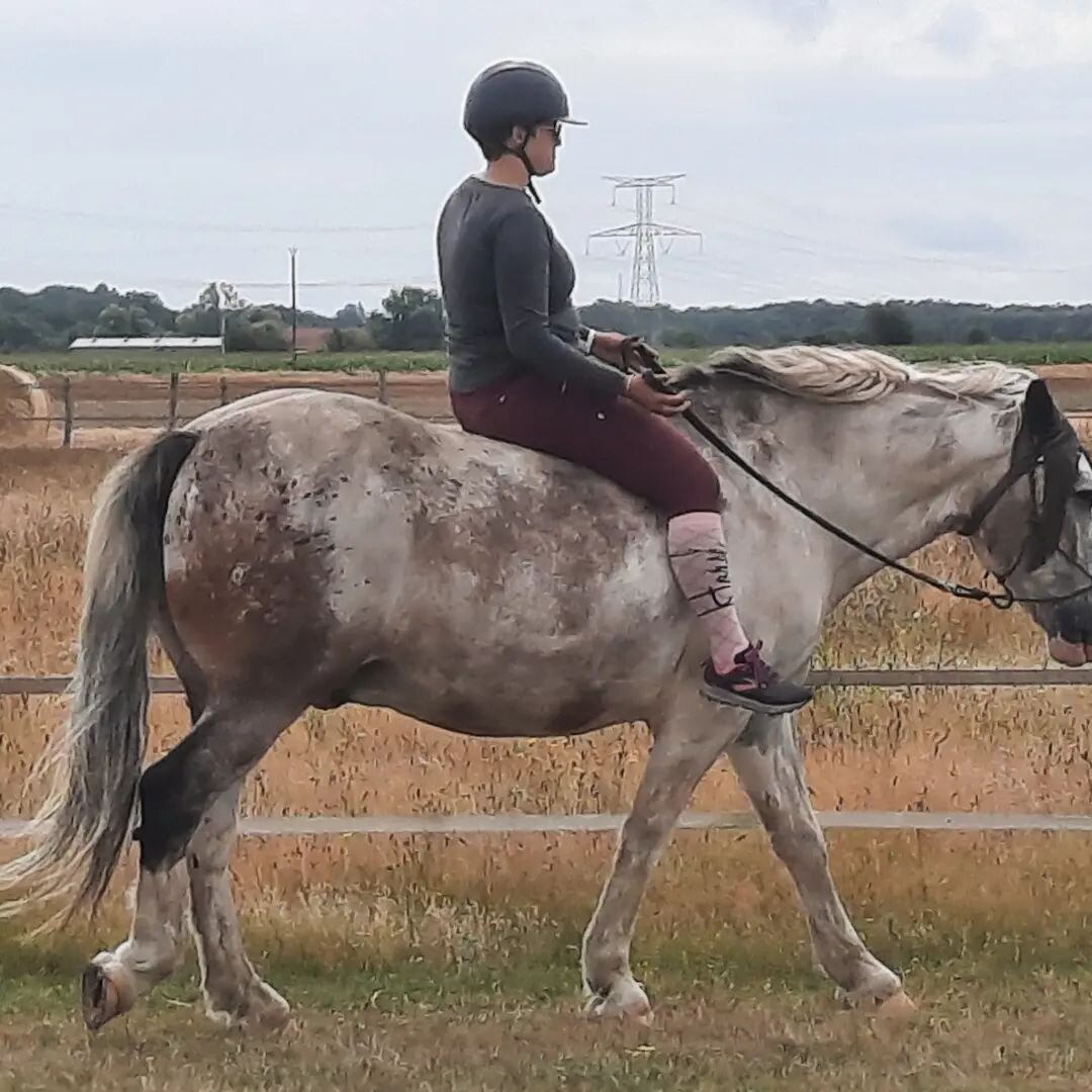 Travail des transitions &agrave; l'assiette. Le bassin et la respiration du cavalier permettent de demander un arr&ecirc;t franc sans les r&ecirc;nes. Ici Qu&eacute;bec et Emilie