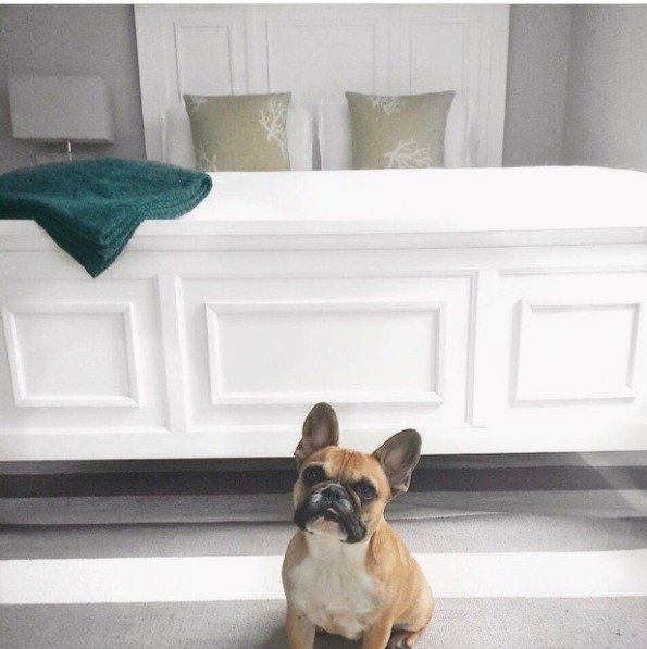 Living with a Dog in FiDi: What New Pet Parents Should Know