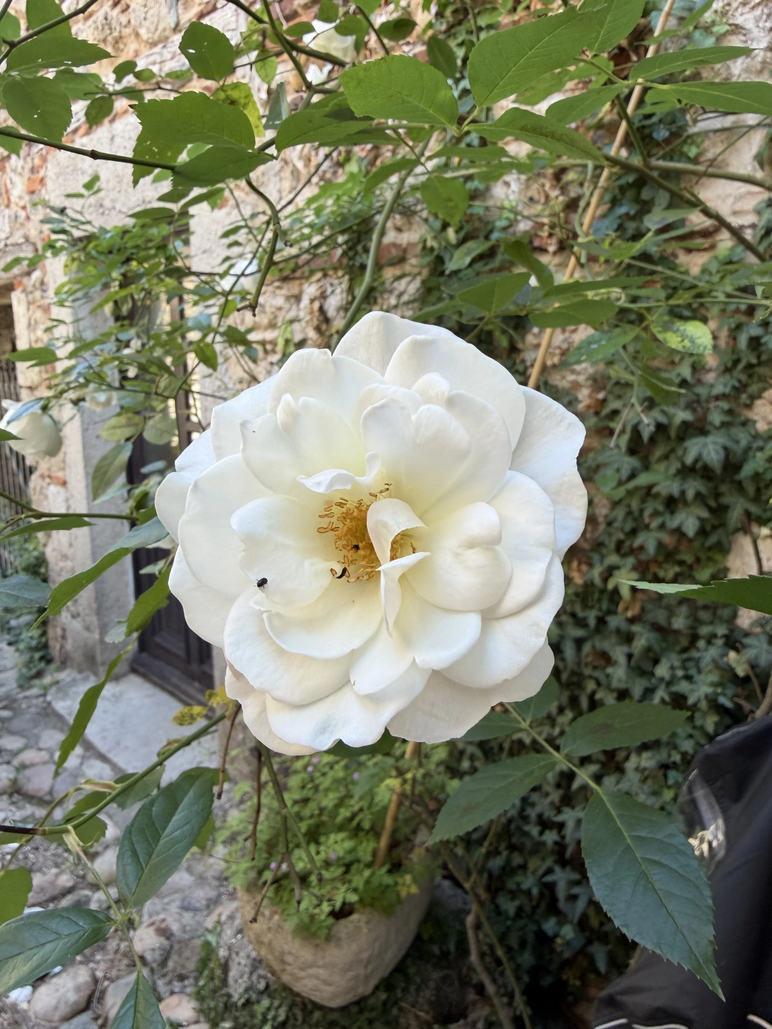 IMG_7765.JPG