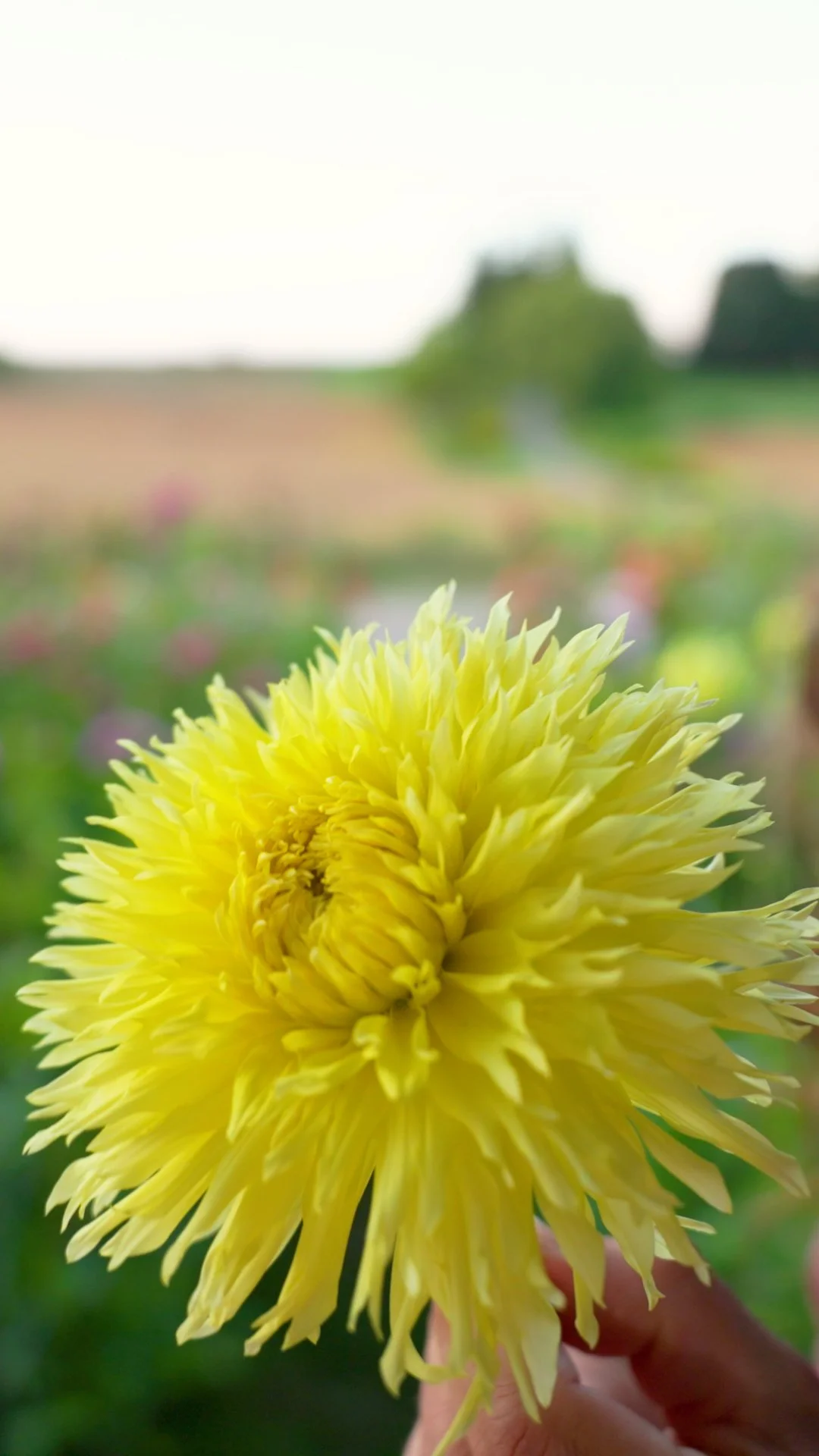 Day 62 Citranella.00_00_18_00.Still002.jpg