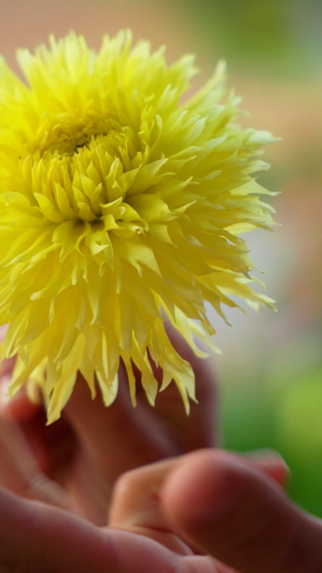 Day 62 Citranella.00_00_24_00.Still005.jpg