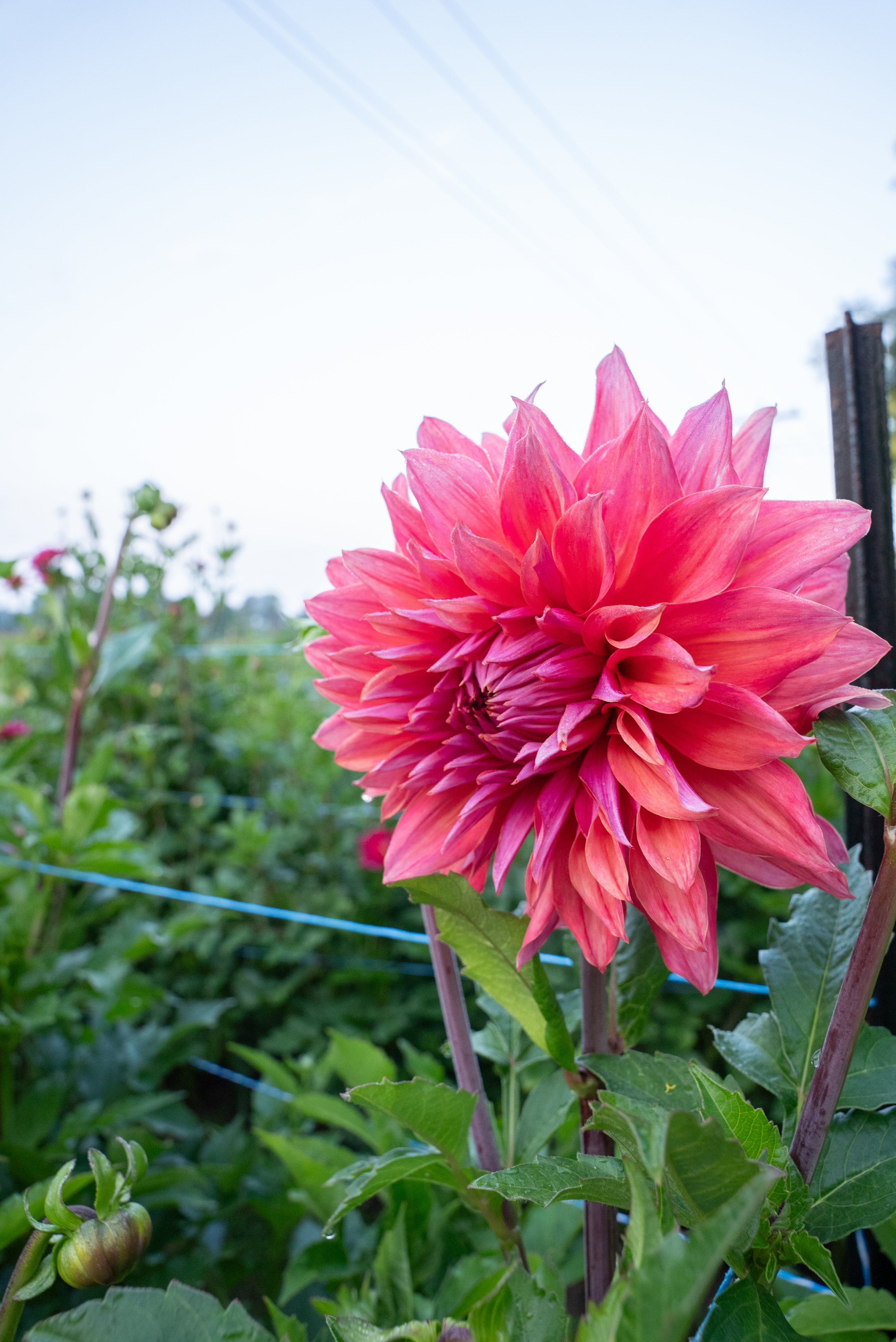 DSC09406-2.jpg