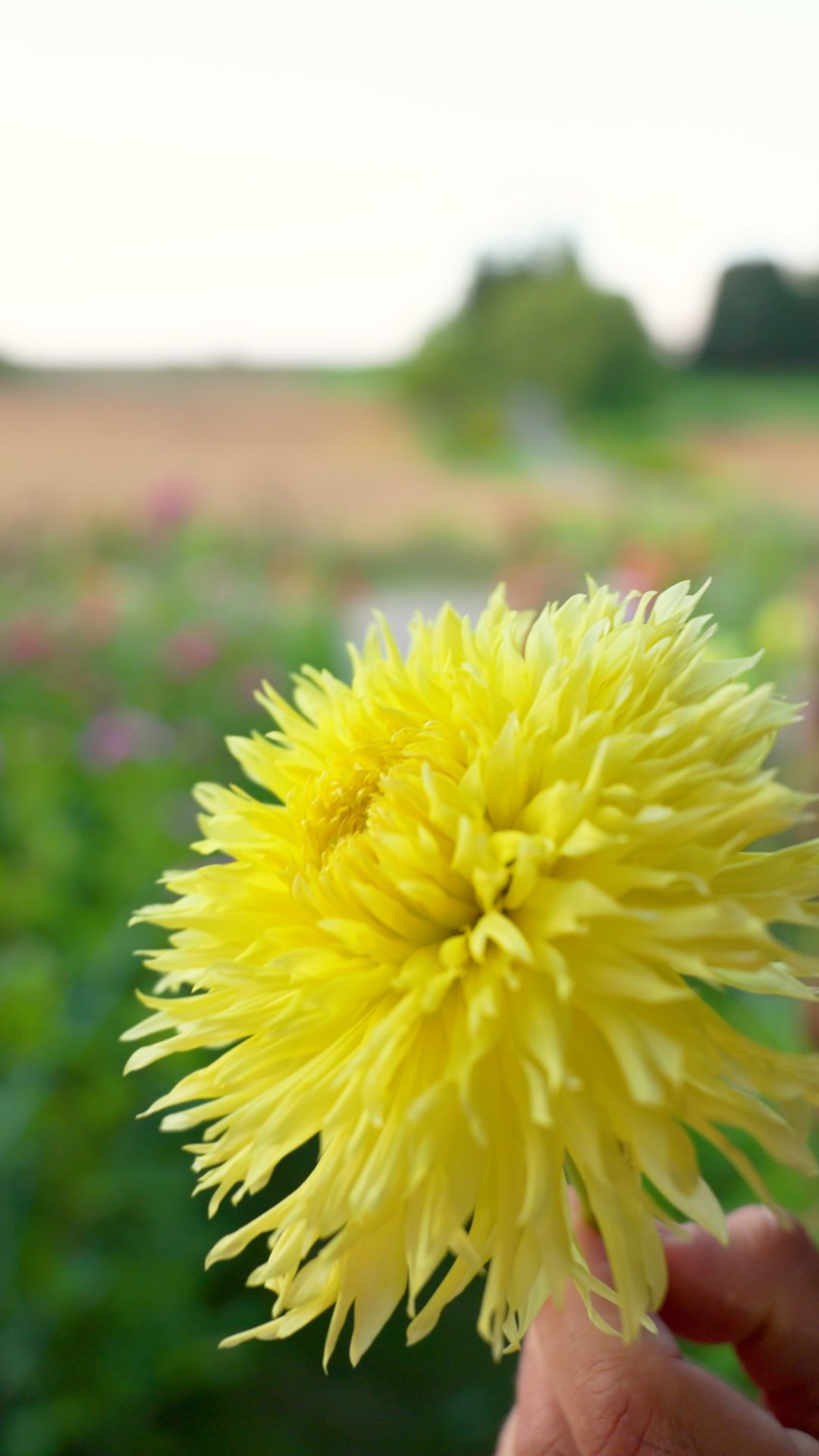 Day 62 Citranella.00_00_16_17.Still001.jpg