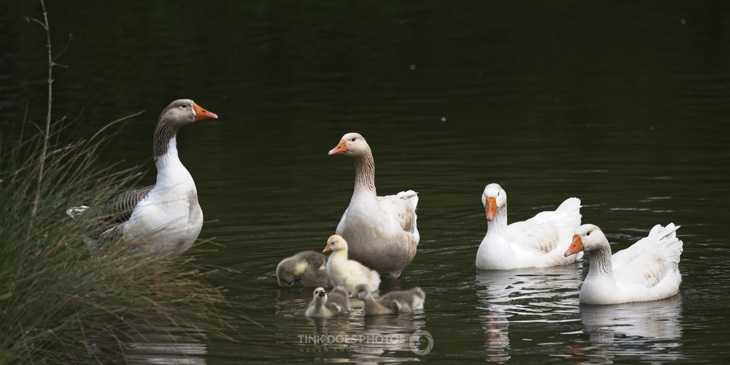 Geese and Goslings 1 LJPEG.jpg