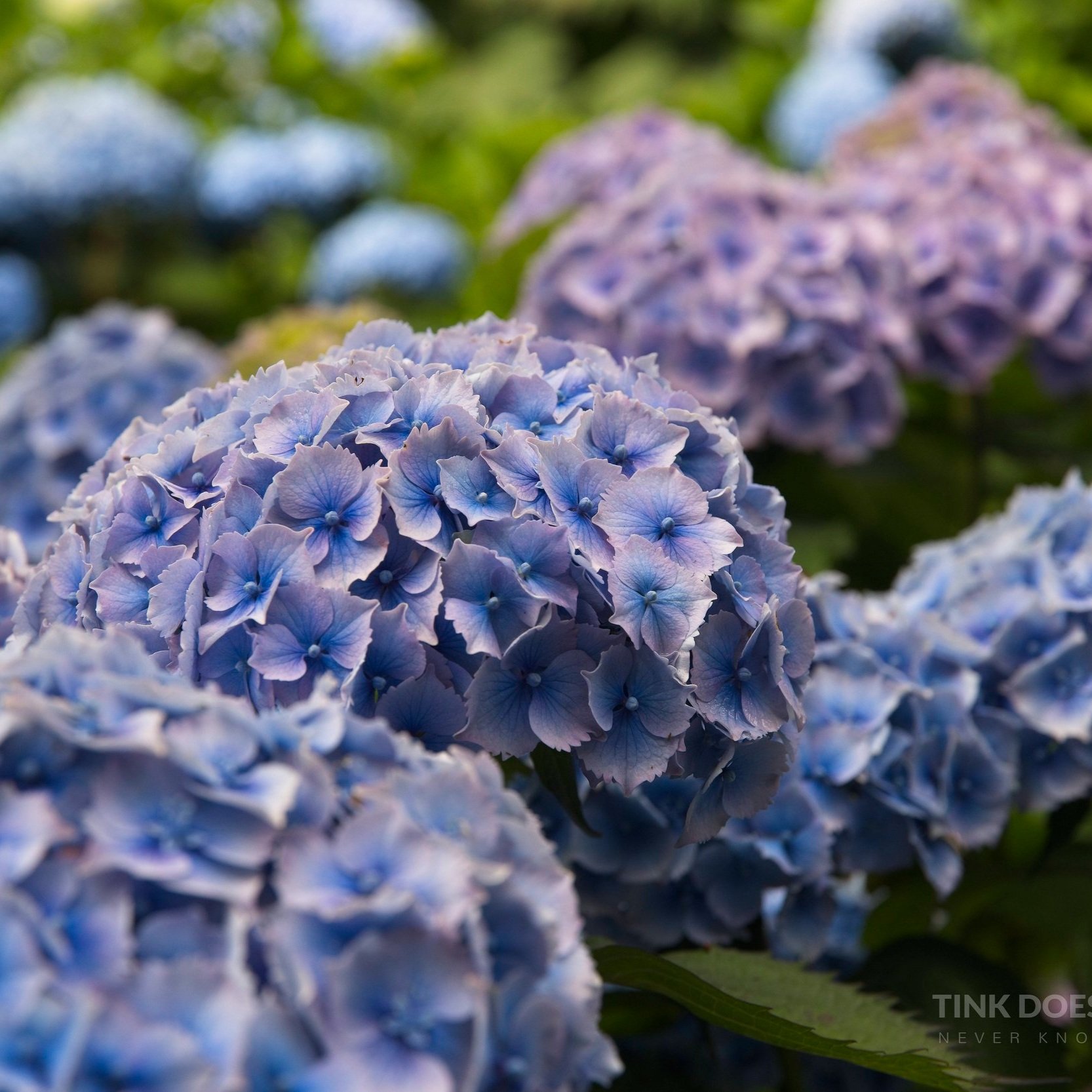Swirling+Flowers+LJPEG.jpg