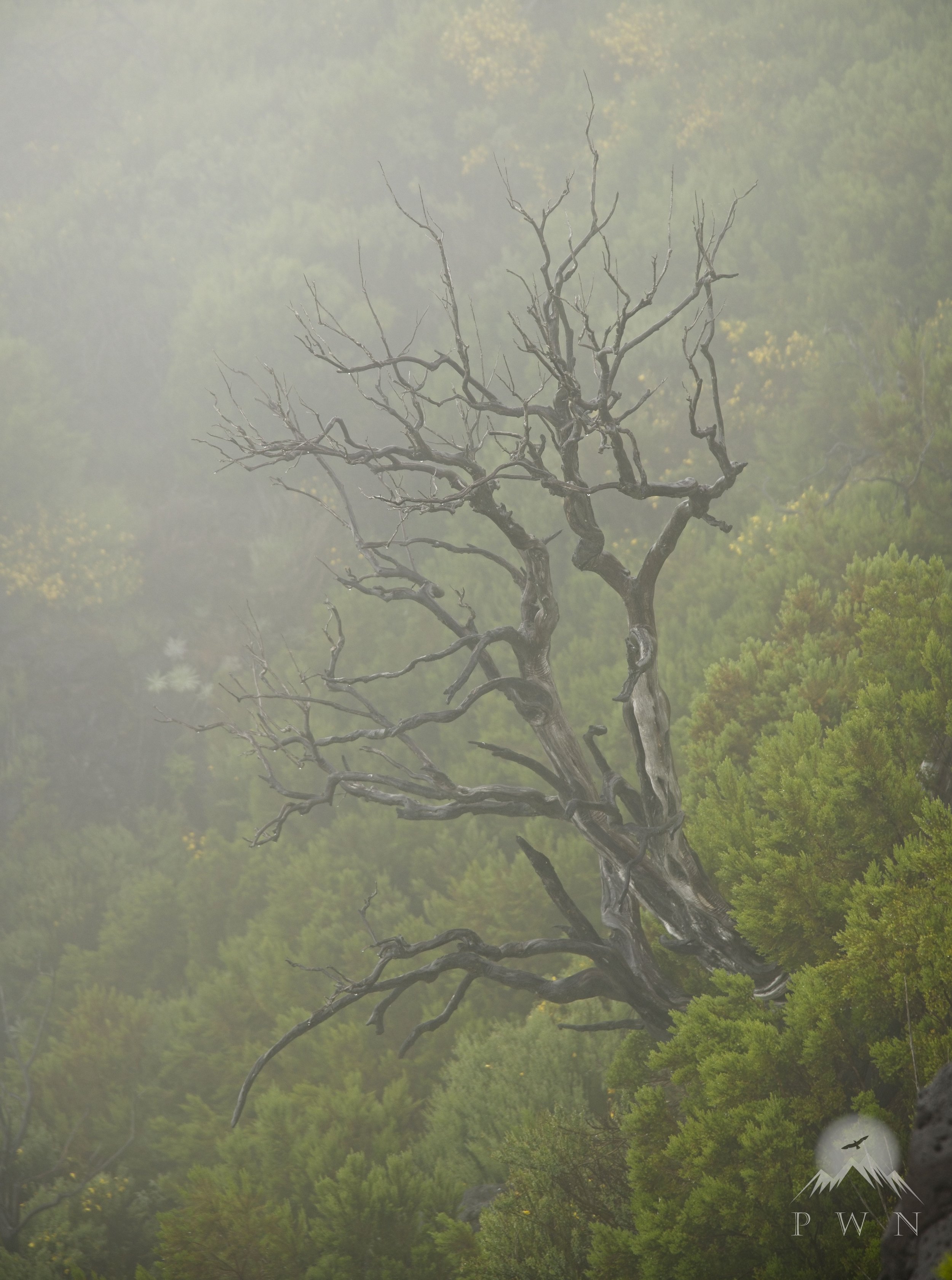 Ghost Trees_3 PWN.jpg