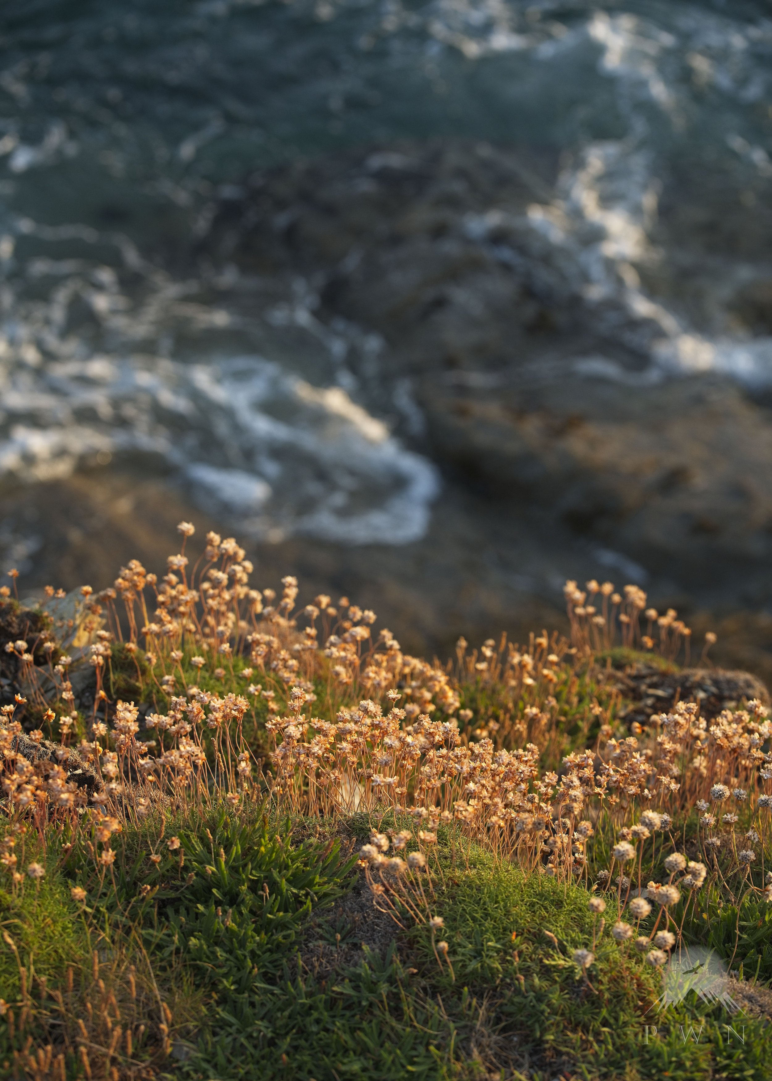 Portgavern evening flowers 1 HQ-SS PWN.jpg