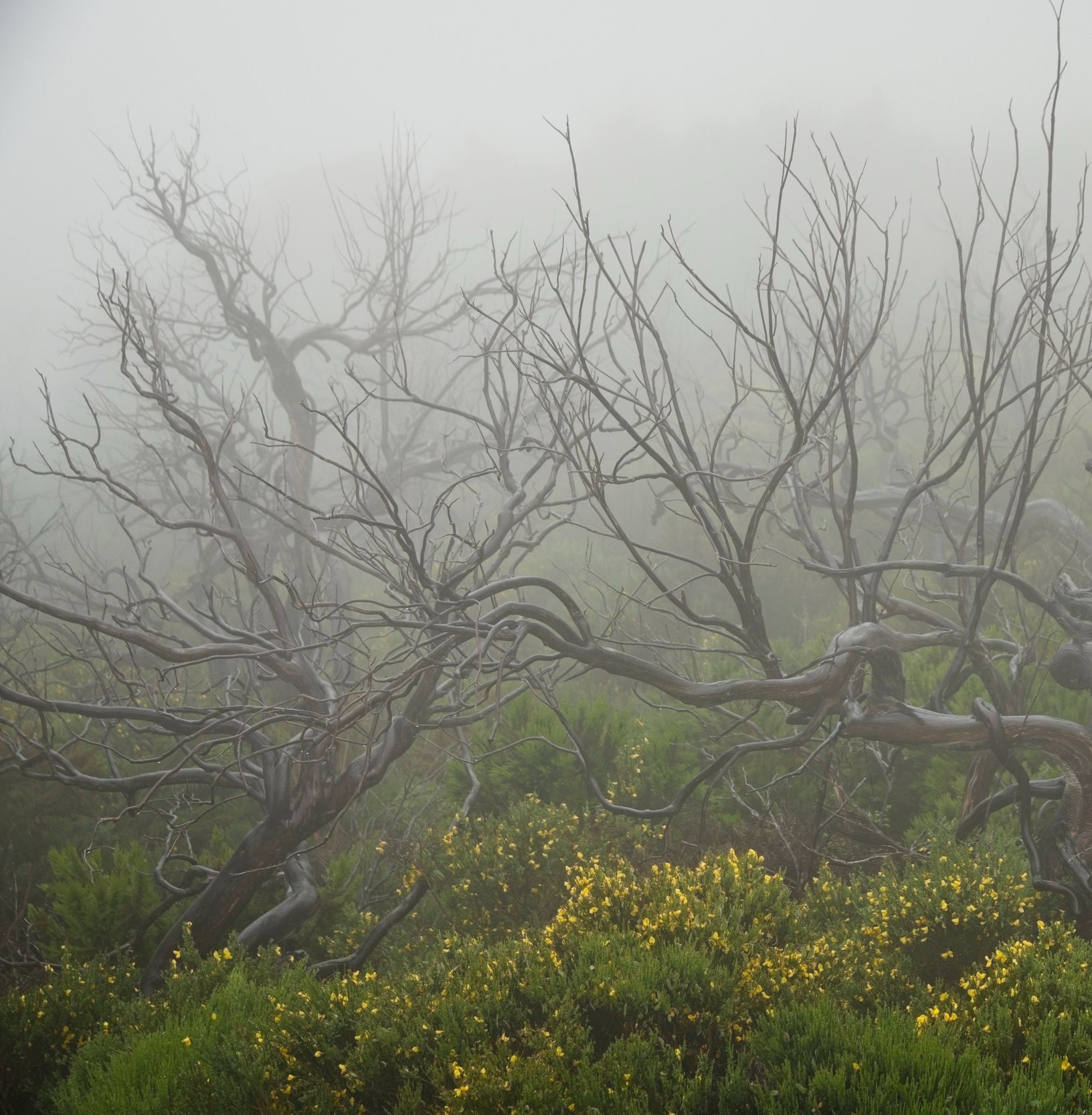 Foggy Trees.jpg