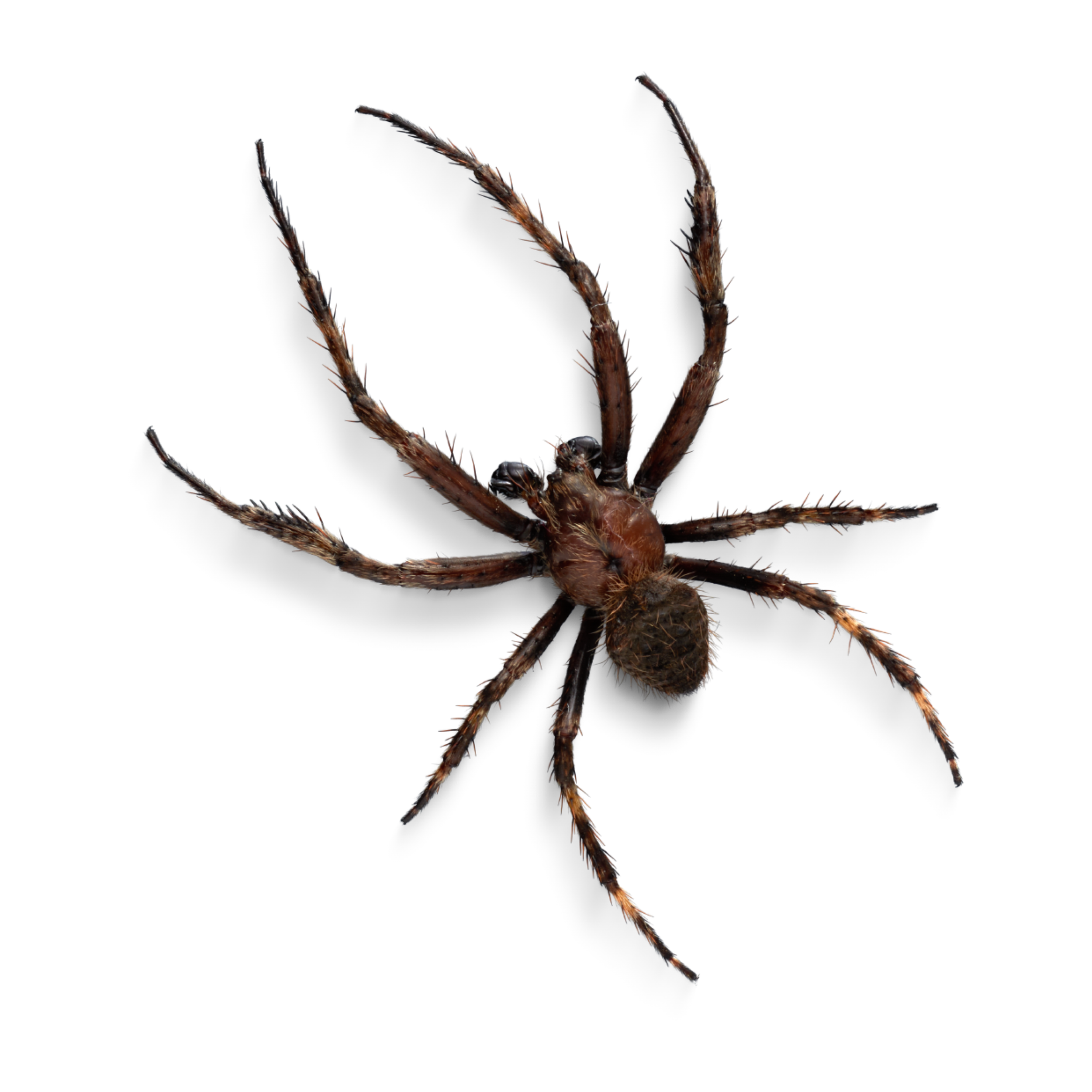 Spiders — Foggers Pest Control