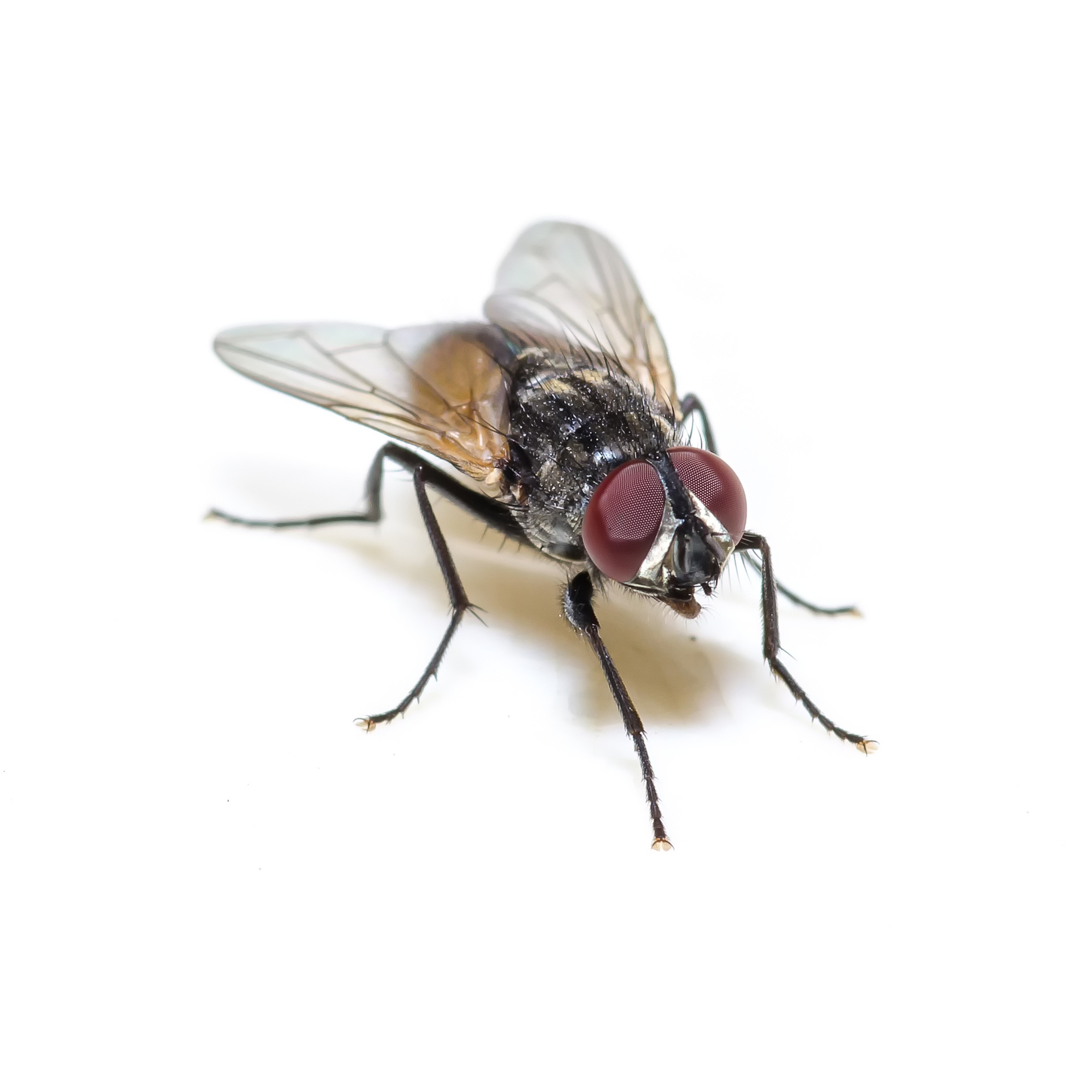 Flies — Foggers Pest Control