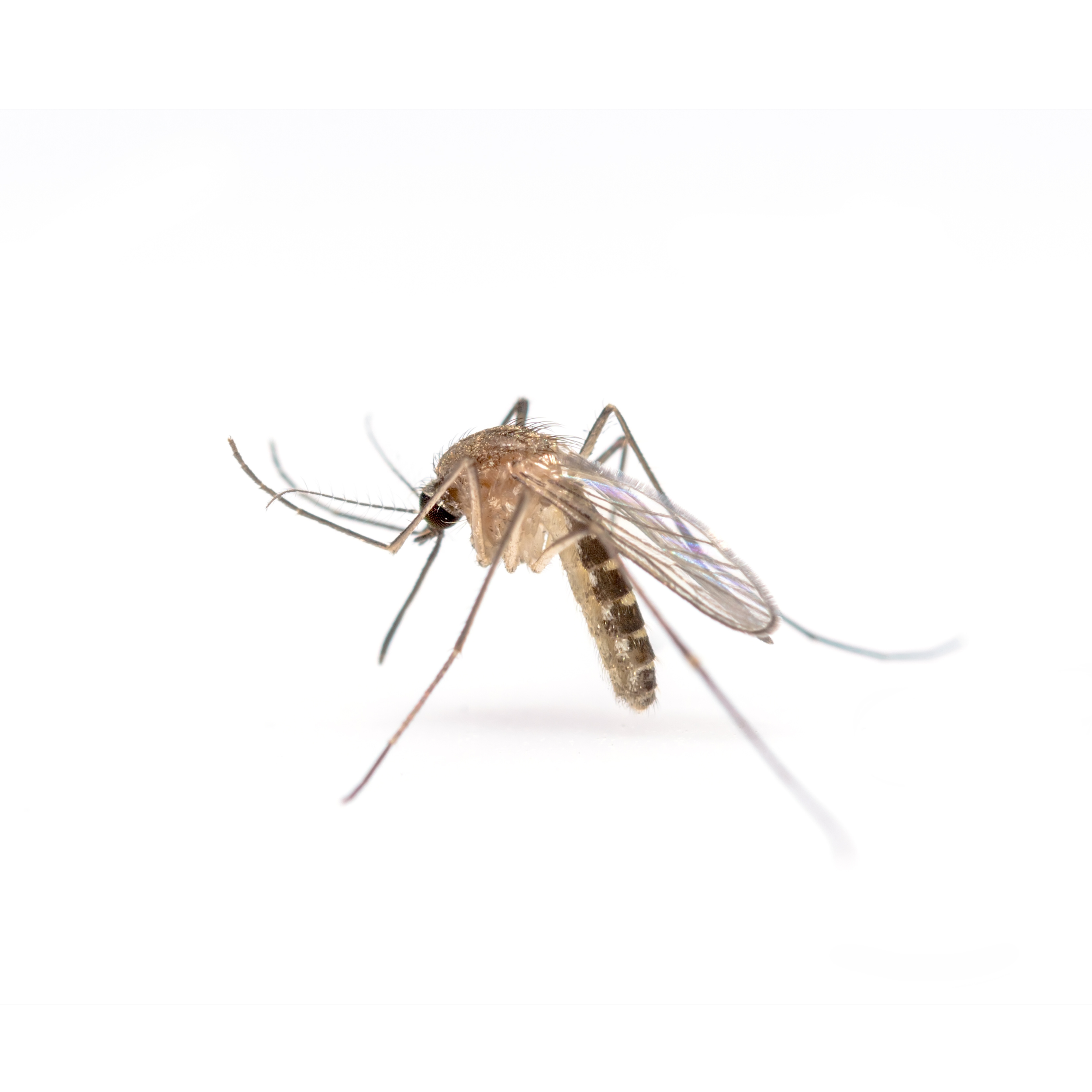 Mosquitoes — Foggers Pest Control