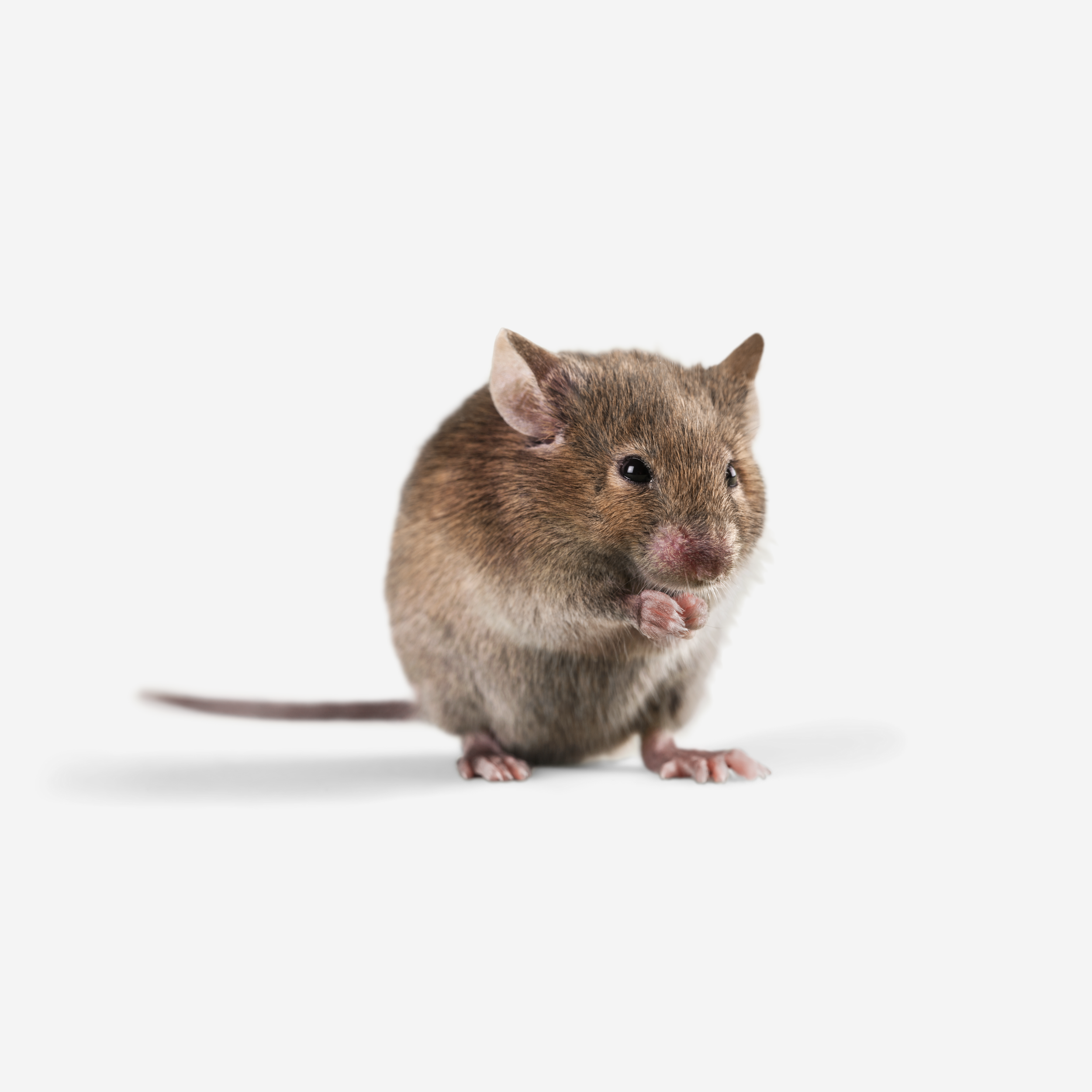 Mice Control — Foggers Pest Control