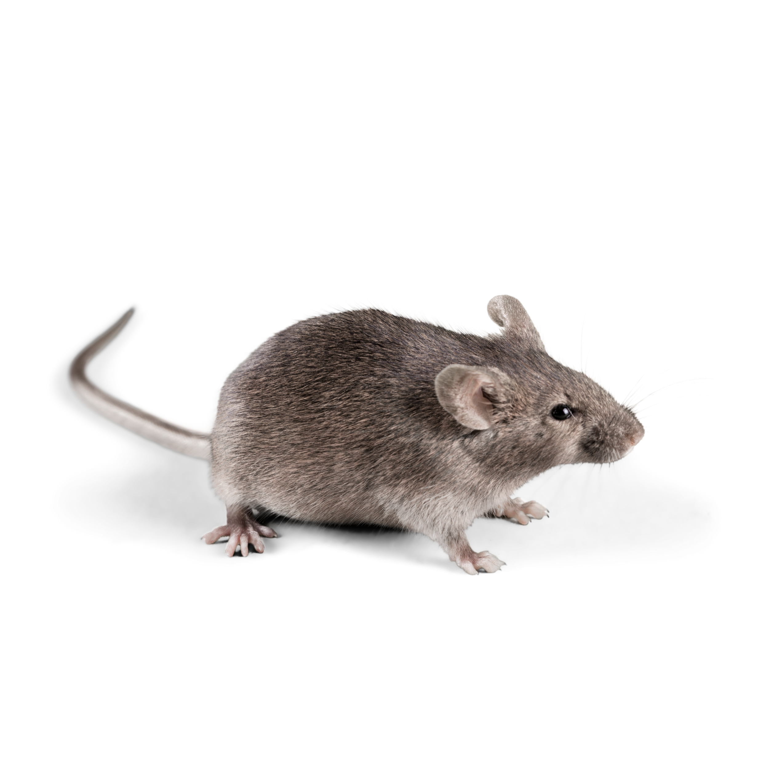 Mice Foggers Pest Control mice-foggers-pest-control