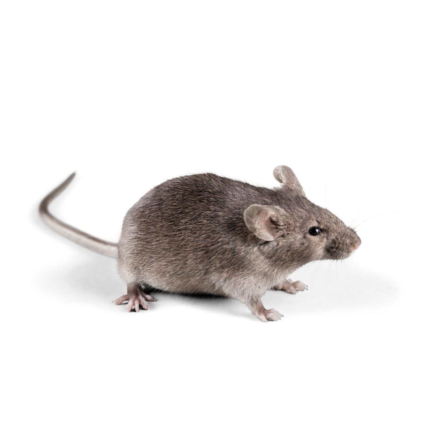 Mice — Foggers Pest Control