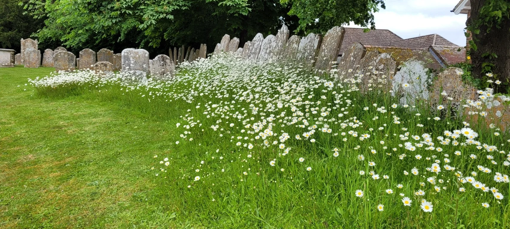 Quiet Garden Afternoon