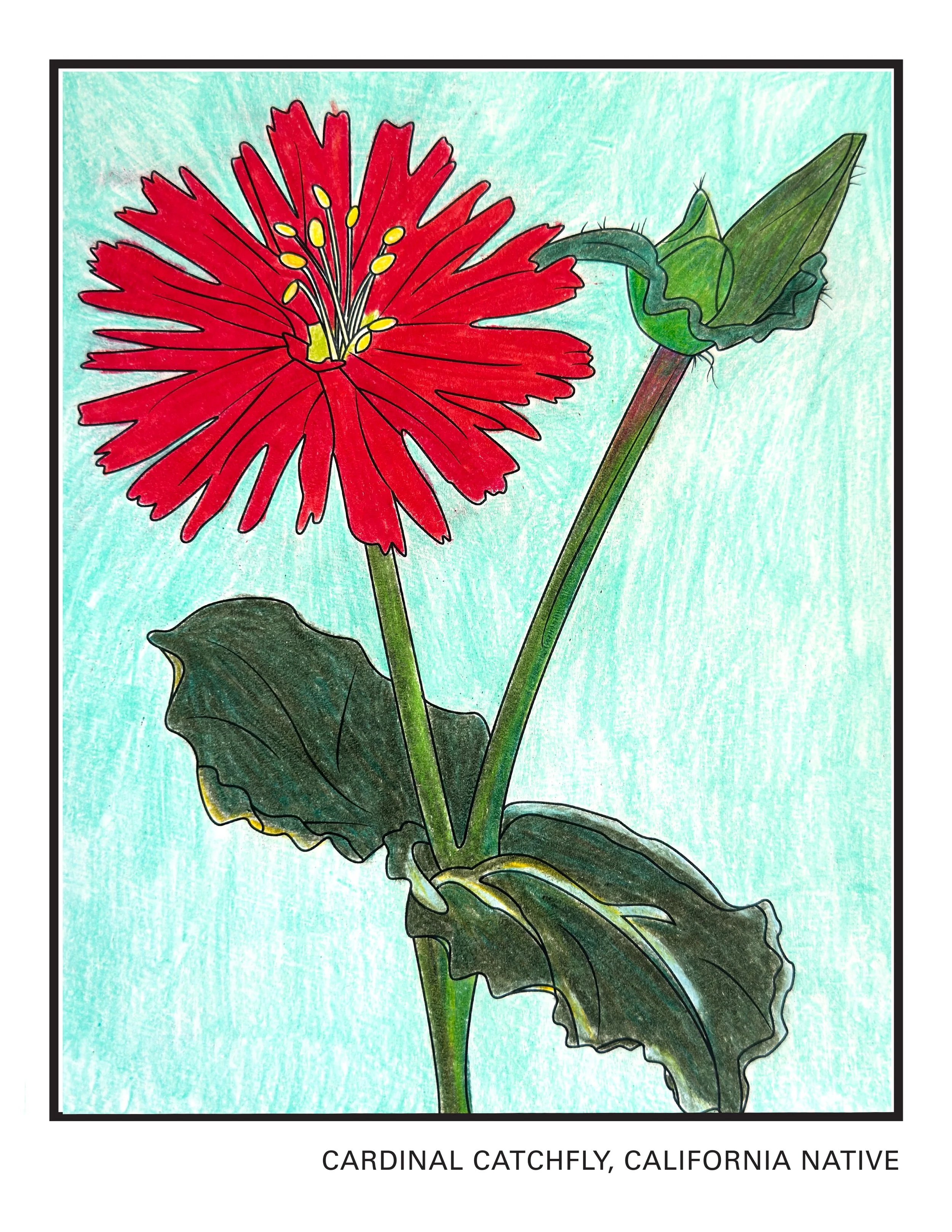 CardinalCatchfly_Colored.jpg