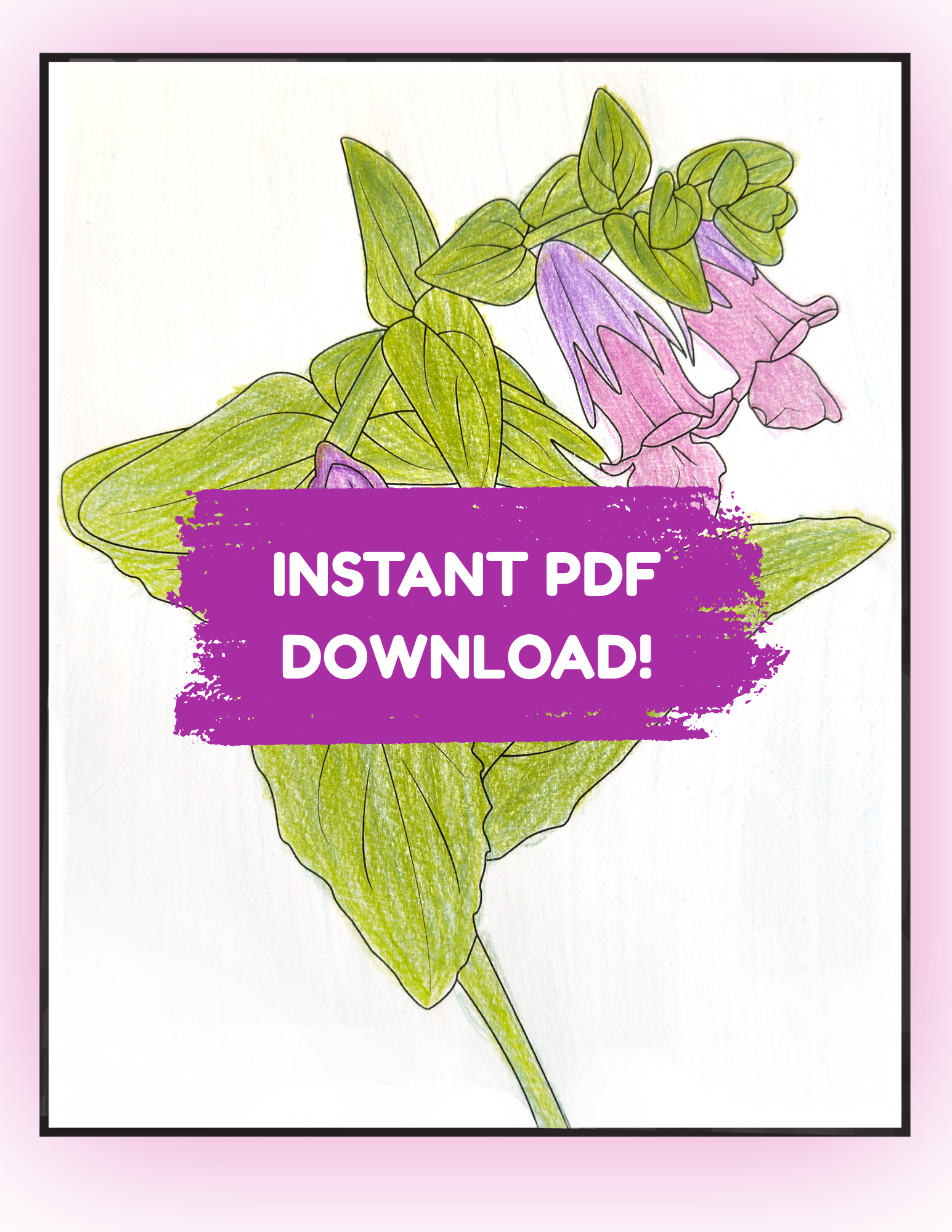 FragrantPitcherSage_Colored.pdf.png